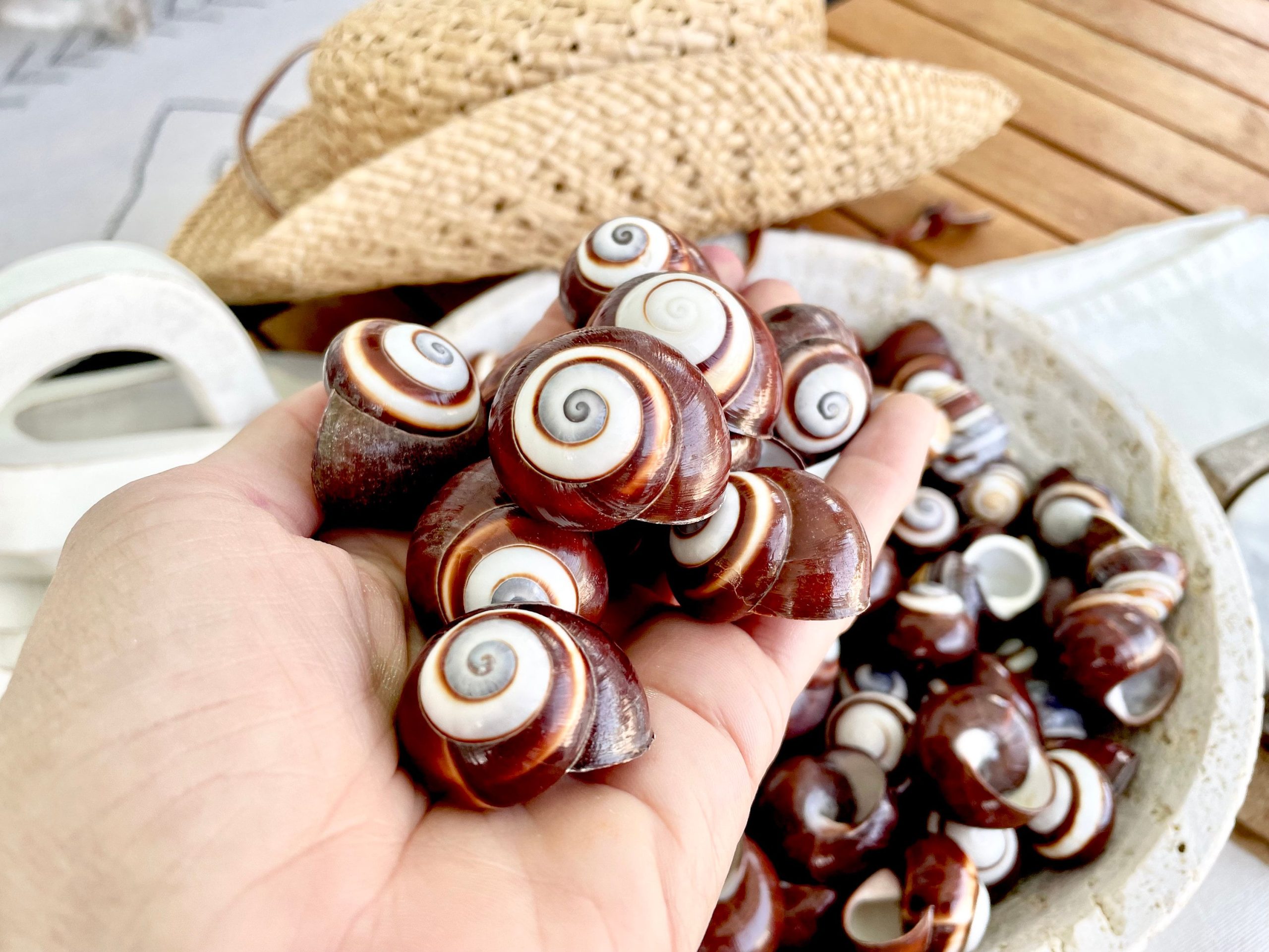 BROWN LAND SNAILS Shells 1.25" *You Choose Quantity*White Striped Small Craft Seashells - Image 8