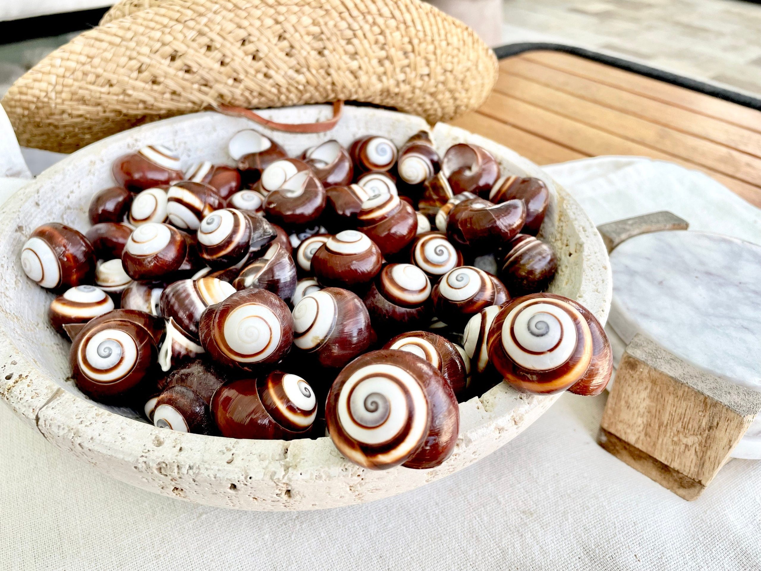 BROWN LAND SNAILS Shells 1.25" *You Choose Quantity*White Striped Small Craft Seashells - Image 9
