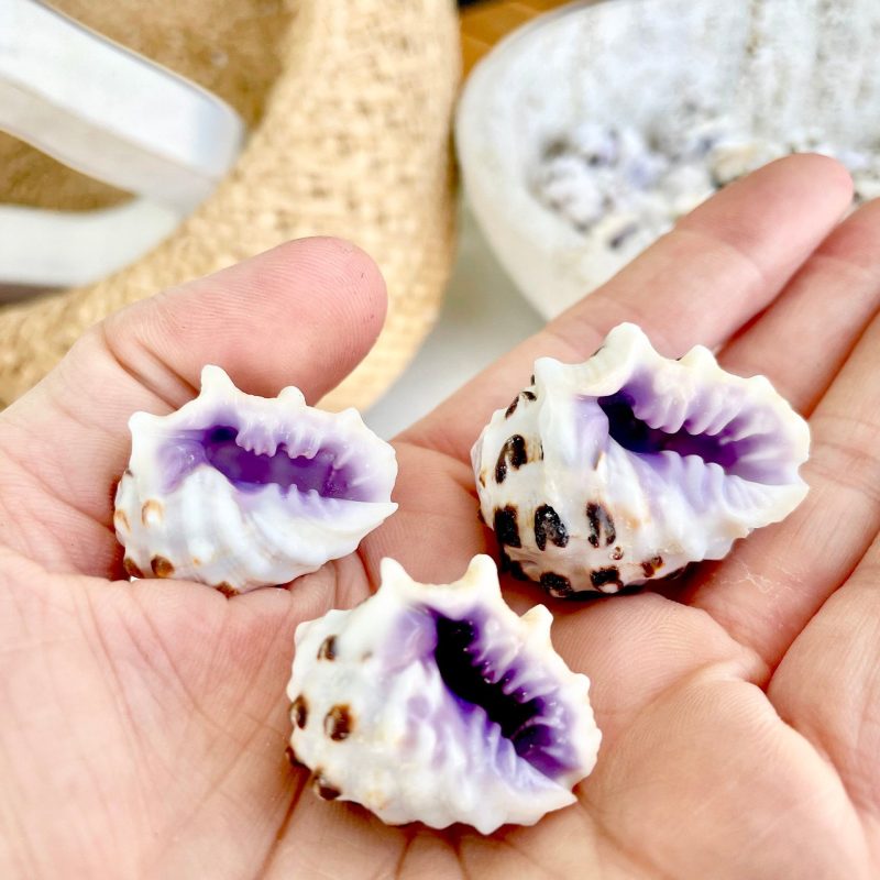 PURPLE DRUPA SHELLS 1-1.25" *You Choose Quantity* Spotted White Small Craft Seashells