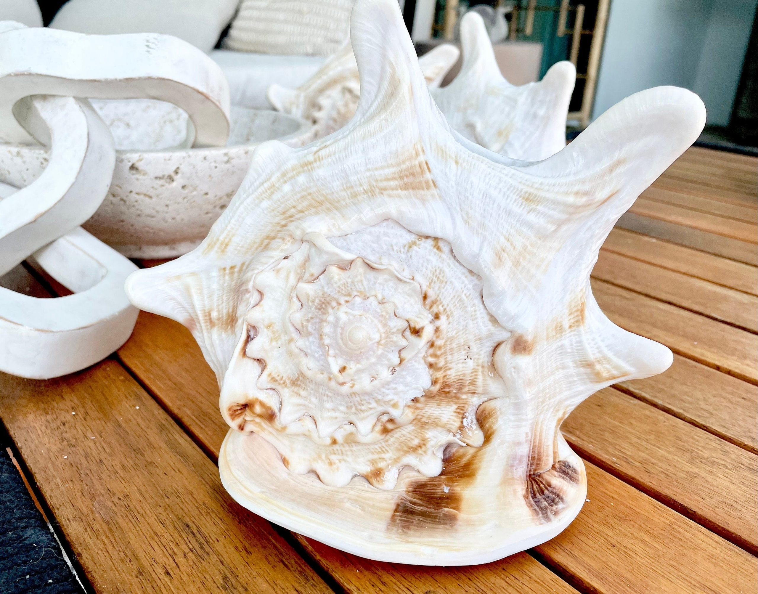 YELLOW HORNED HELMET Shell *All Sizes* Orange Polished Glossy Interior Display Seashell - Image 6