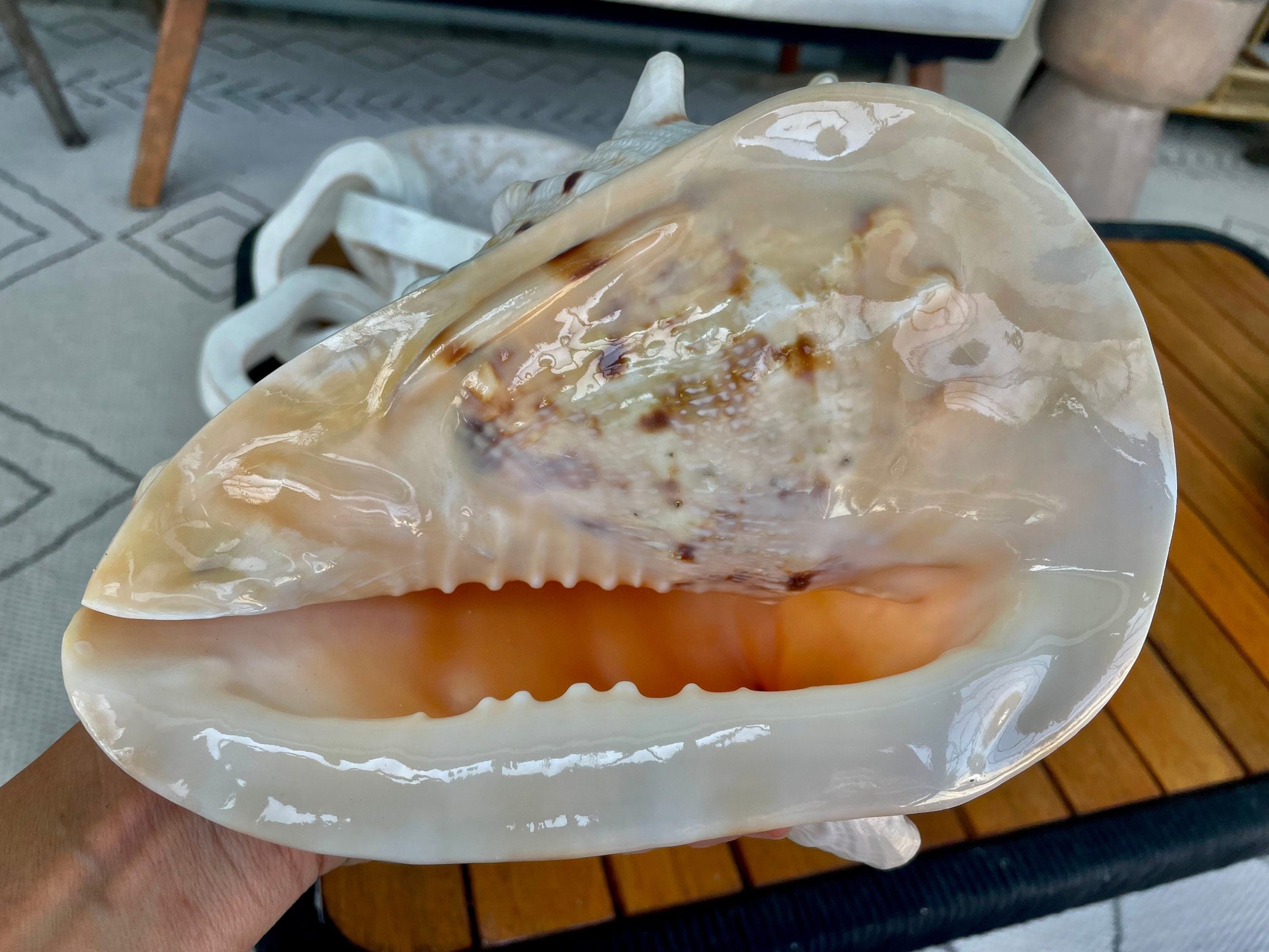 YELLOW HORNED HELMET Shell *All Sizes* Orange Polished Glossy Interior Display Seashell - Image 8