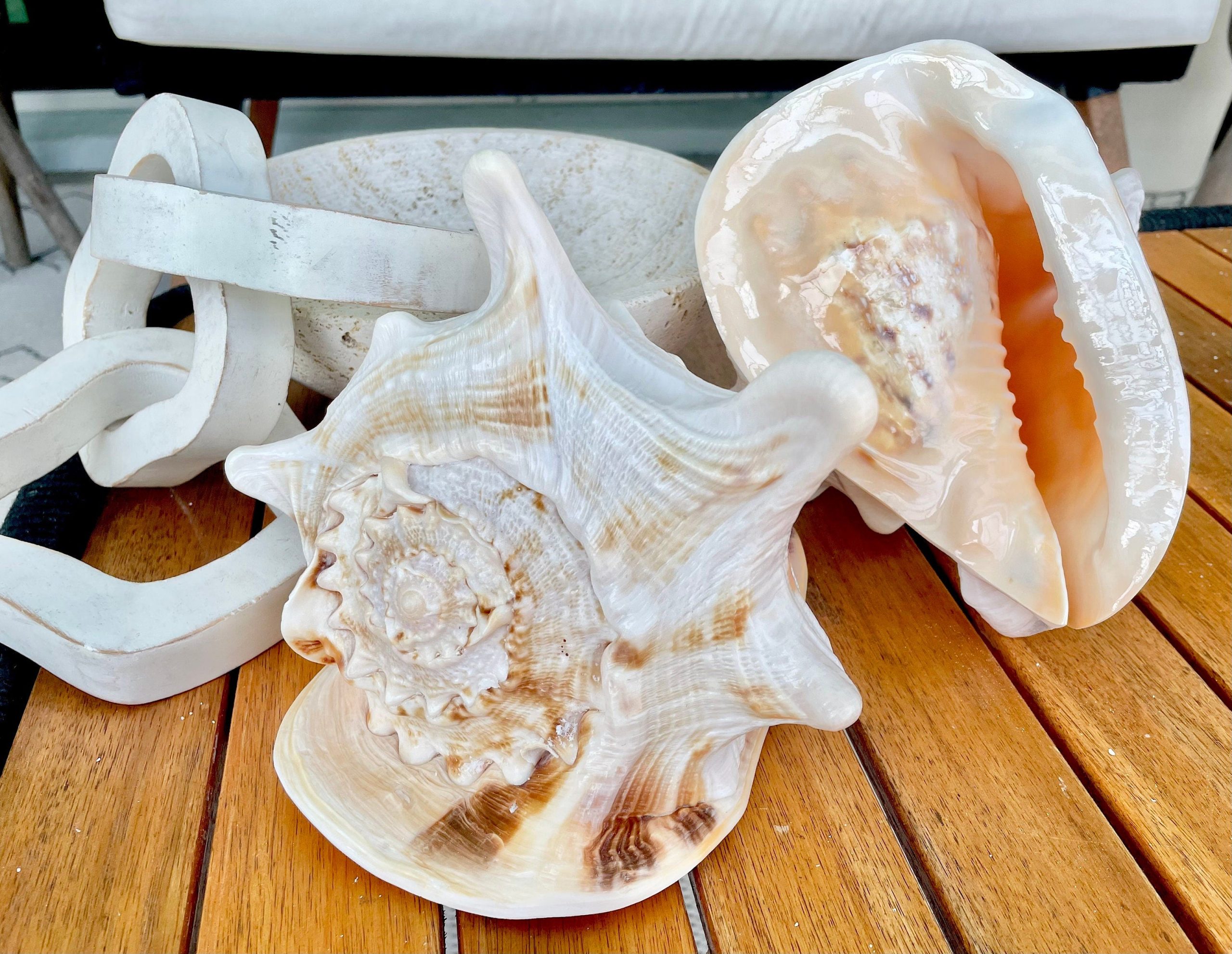 YELLOW HORNED HELMET Shell *All Sizes* Orange Polished Glossy Interior Display Seashell - Image 5