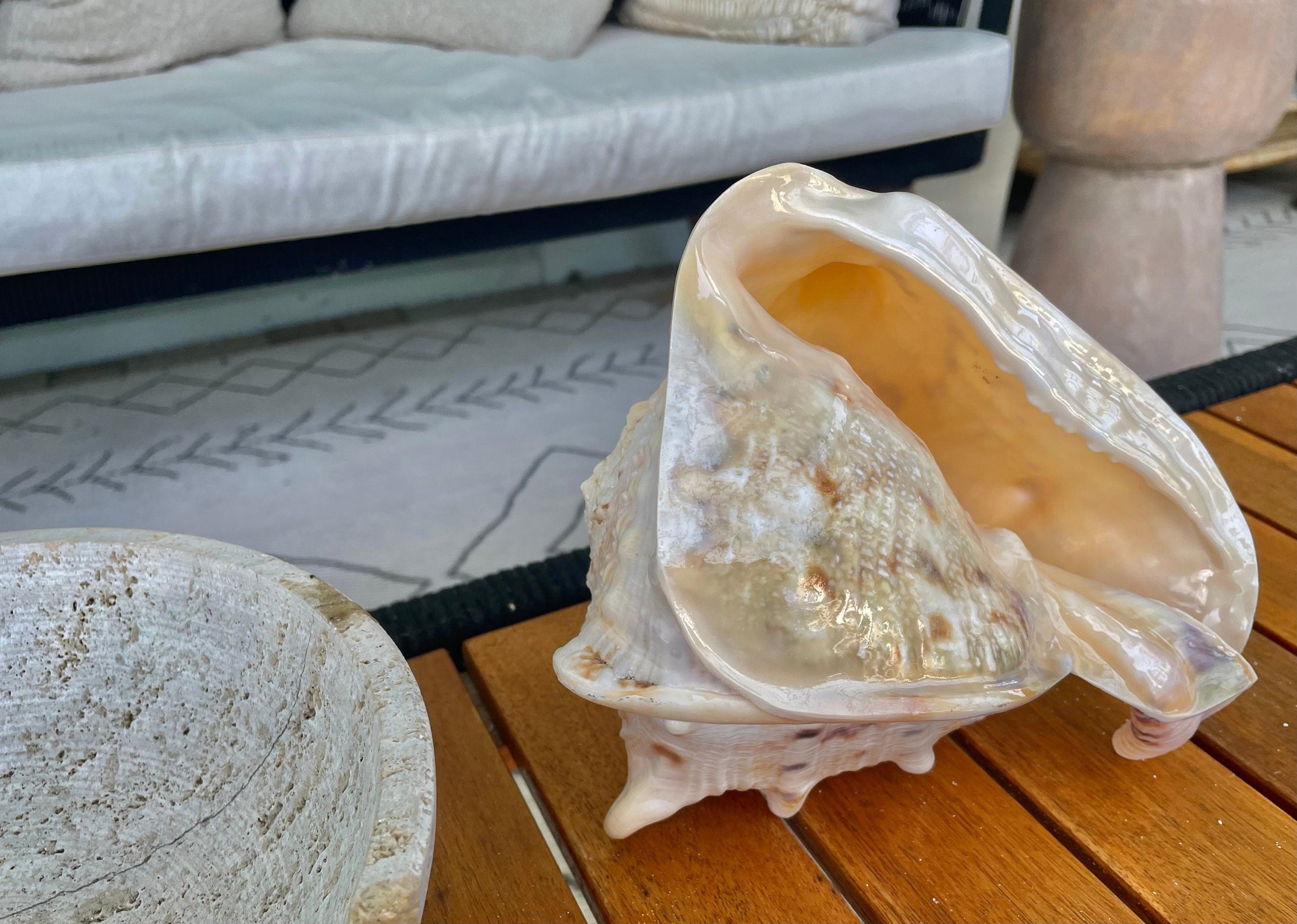 YELLOW HORNED HELMET Shell *All Sizes* Orange Polished Glossy Interior Display Seashell - Image 12