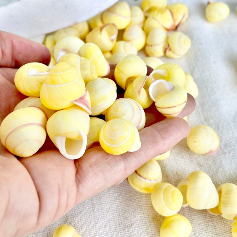 YELLOW LAND SNAIL Shells 3/4" *You Choose Quantity* Colored Small Craft Seashells Coastal