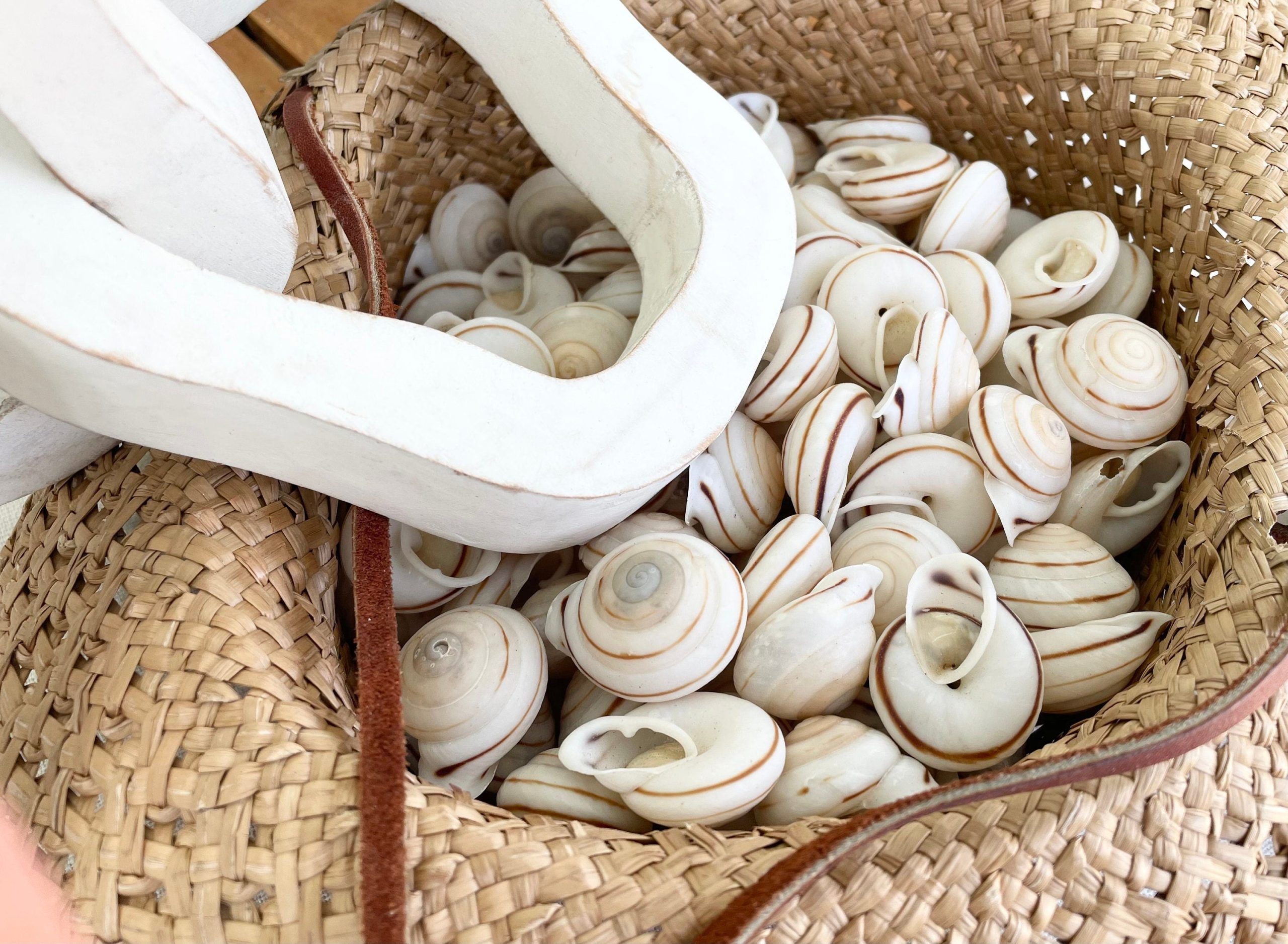 OBBA BIGONIA SHELLS * You Choose Quantity* 1.25" Striped Small Craft Seashell Land Snail - Image 5