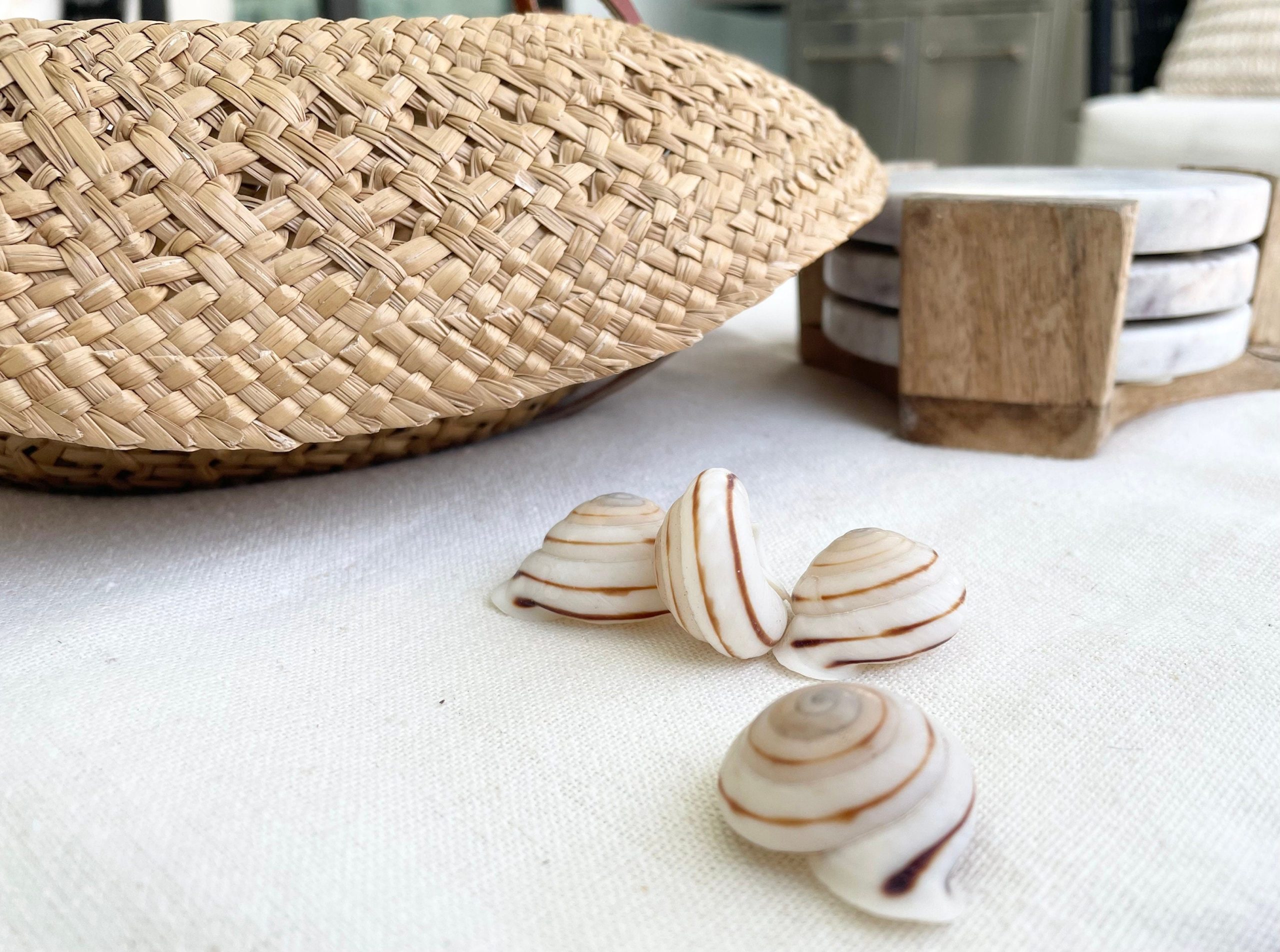 OBBA BIGONIA SHELLS * You Choose Quantity* 1.25" Striped Small Craft Seashell Land Snail - Image 10