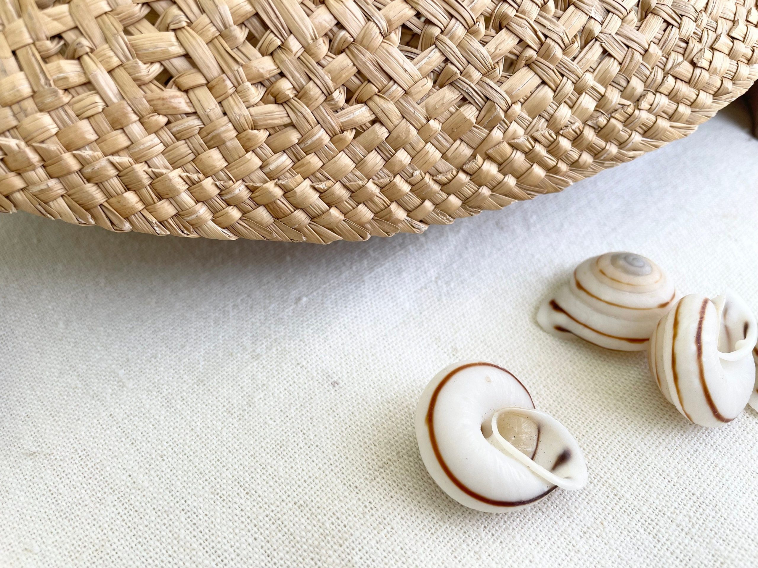 OBBA BIGONIA SHELLS * You Choose Quantity* 1.25" Striped Small Craft Seashell Land Snail - Image 9