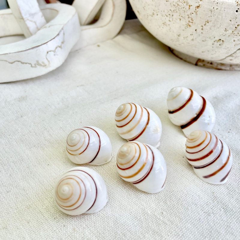 LAND SNAIL Shells *You Choose Quantity* 1.5" White Brown Striped Small Craft Seashells