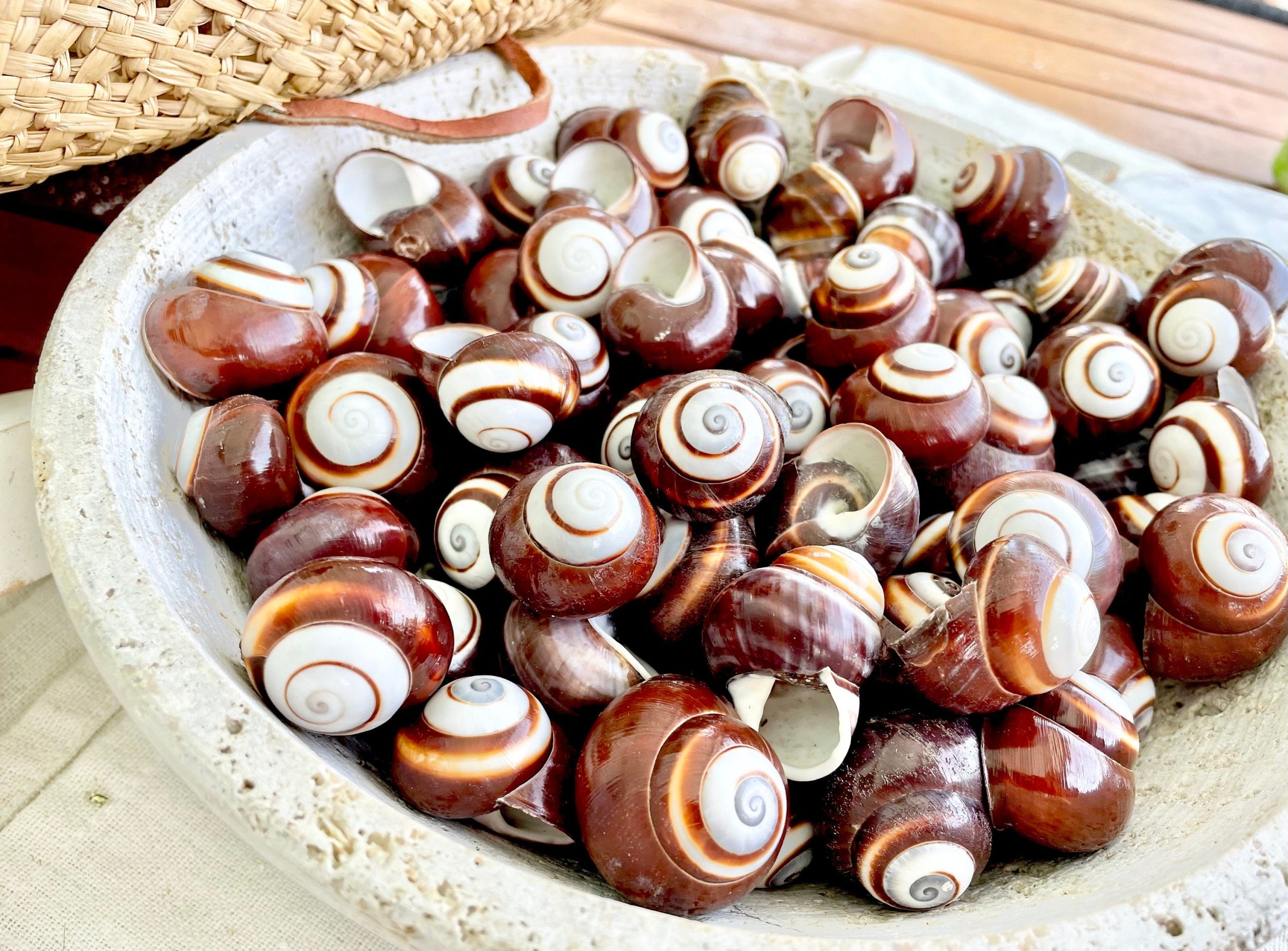 BROWN LAND SNAILS Shells 1.25" *You Choose Quantity*White Striped Small Craft Seashells - Image 2