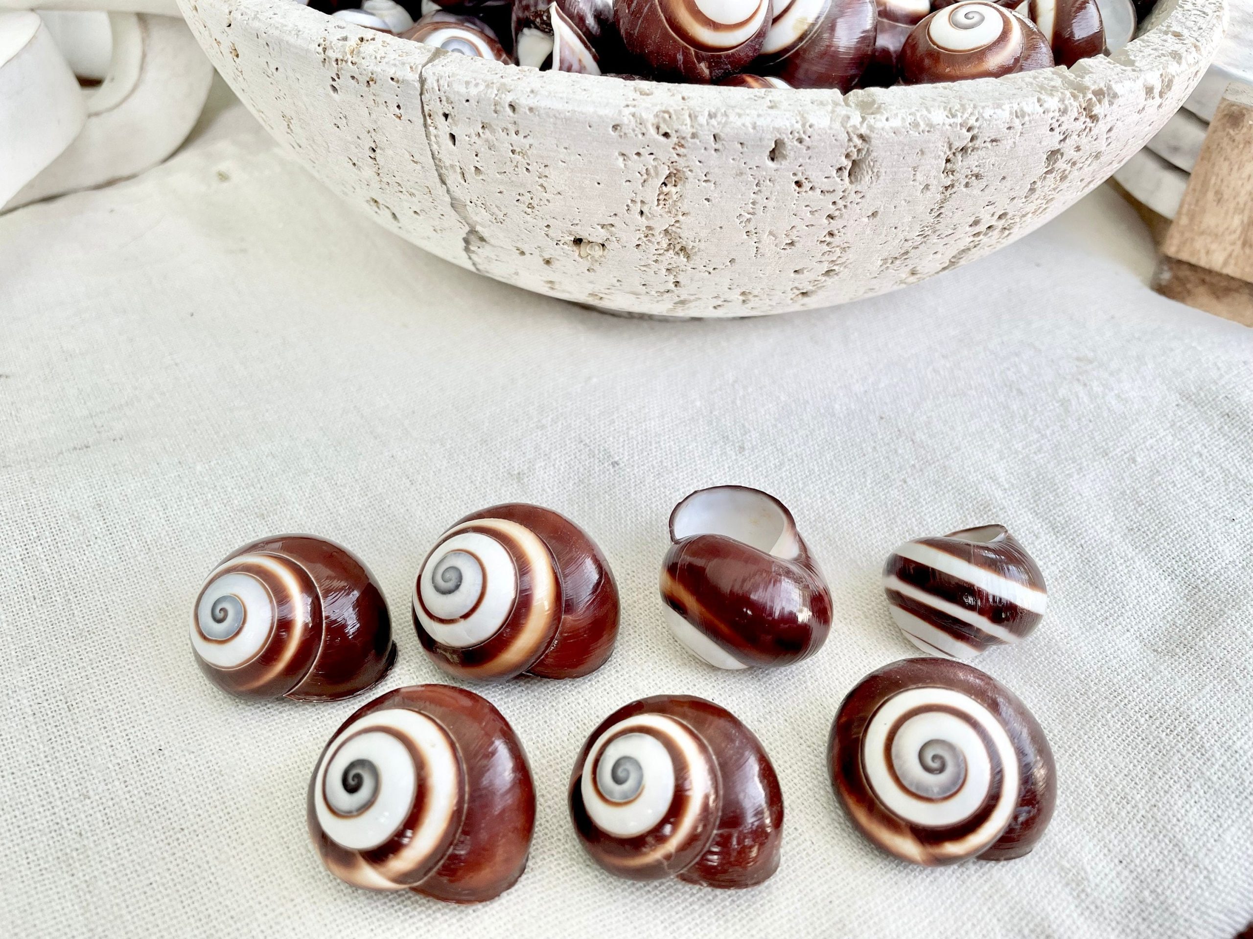 BROWN LAND SNAILS Shells 1.25" *You Choose Quantity*White Striped Small Craft Seashells - Image 6