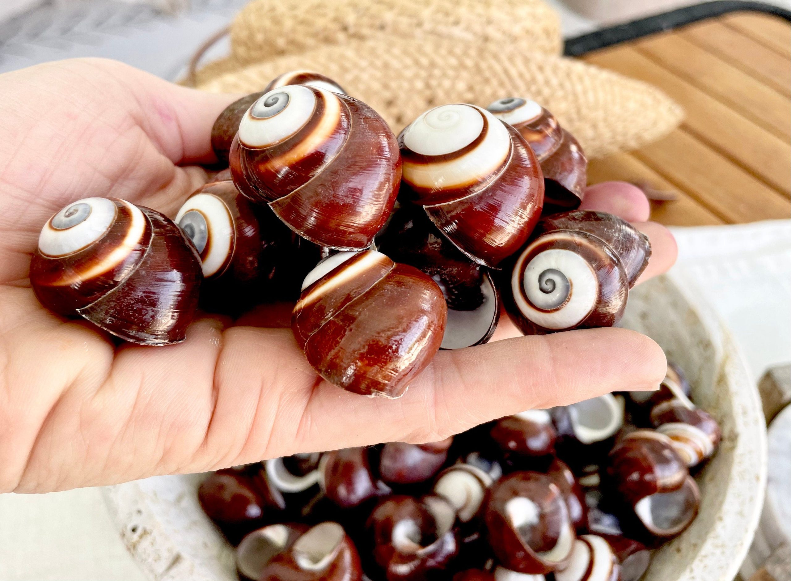 BROWN LAND SNAILS Shells 1.25" *You Choose Quantity*White Striped Small Craft Seashells - Image 7