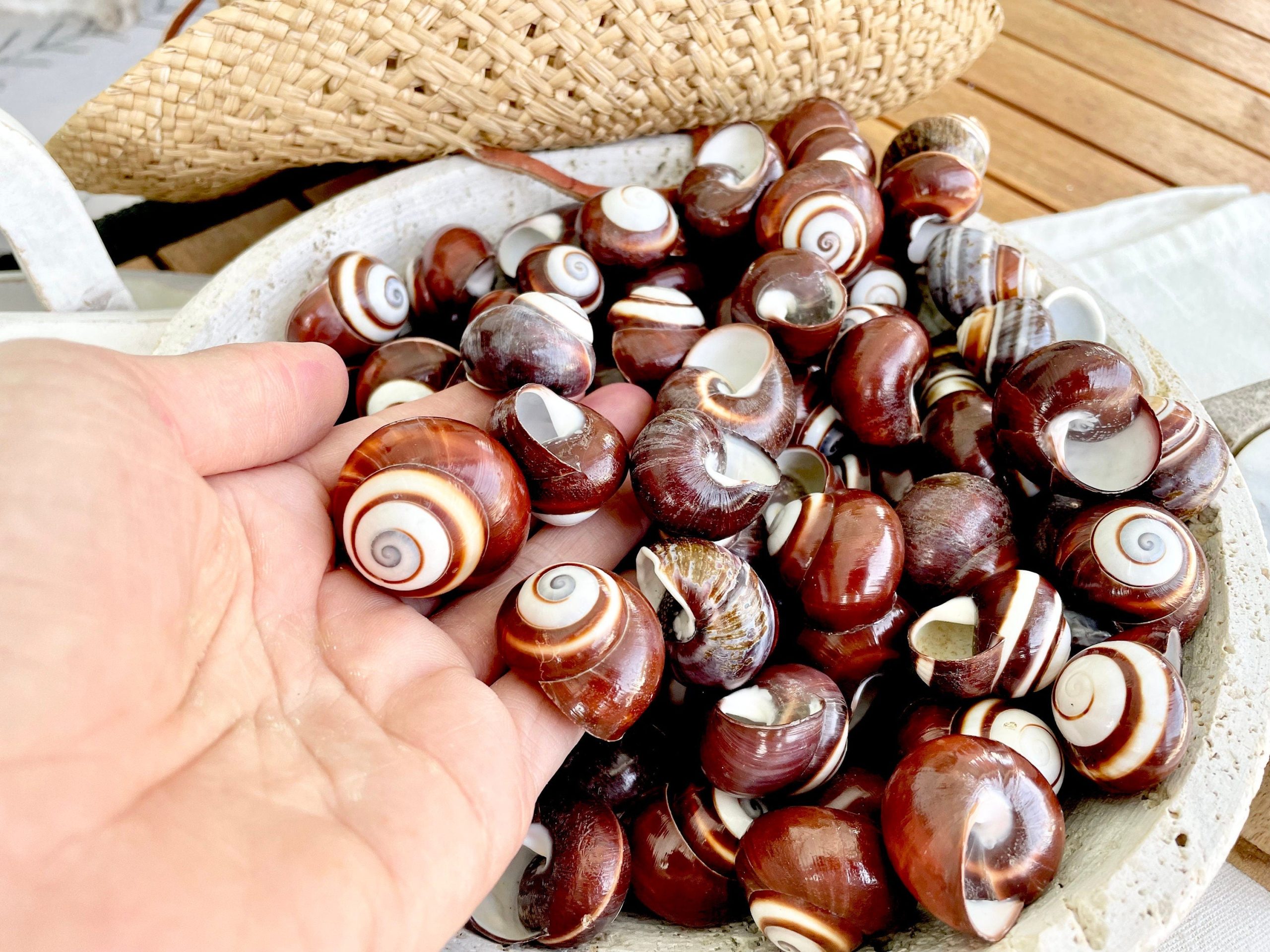 BROWN LAND SNAILS Shells 1.25" *You Choose Quantity*White Striped Small Craft Seashells - Image 10
