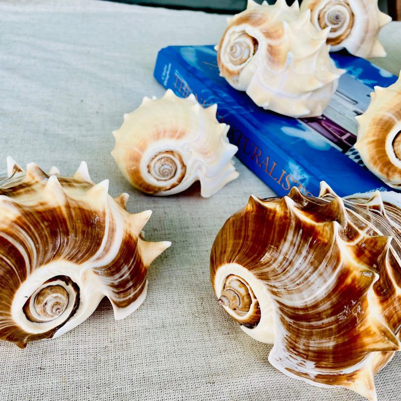 King Crown Conch Shell (4-5"), Spikey Coastal Home Décor