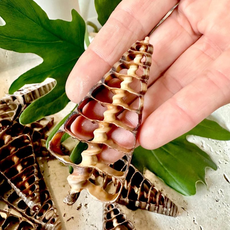 AUGER CENTER SLICES Cut Shells 2.5-3" *You Choose Quantity* Christmas Tree Shaped