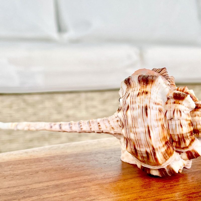 Pink Snipes Bill Murex Seashells 2-6" *You Choose Size*Coastal Décor Crafts