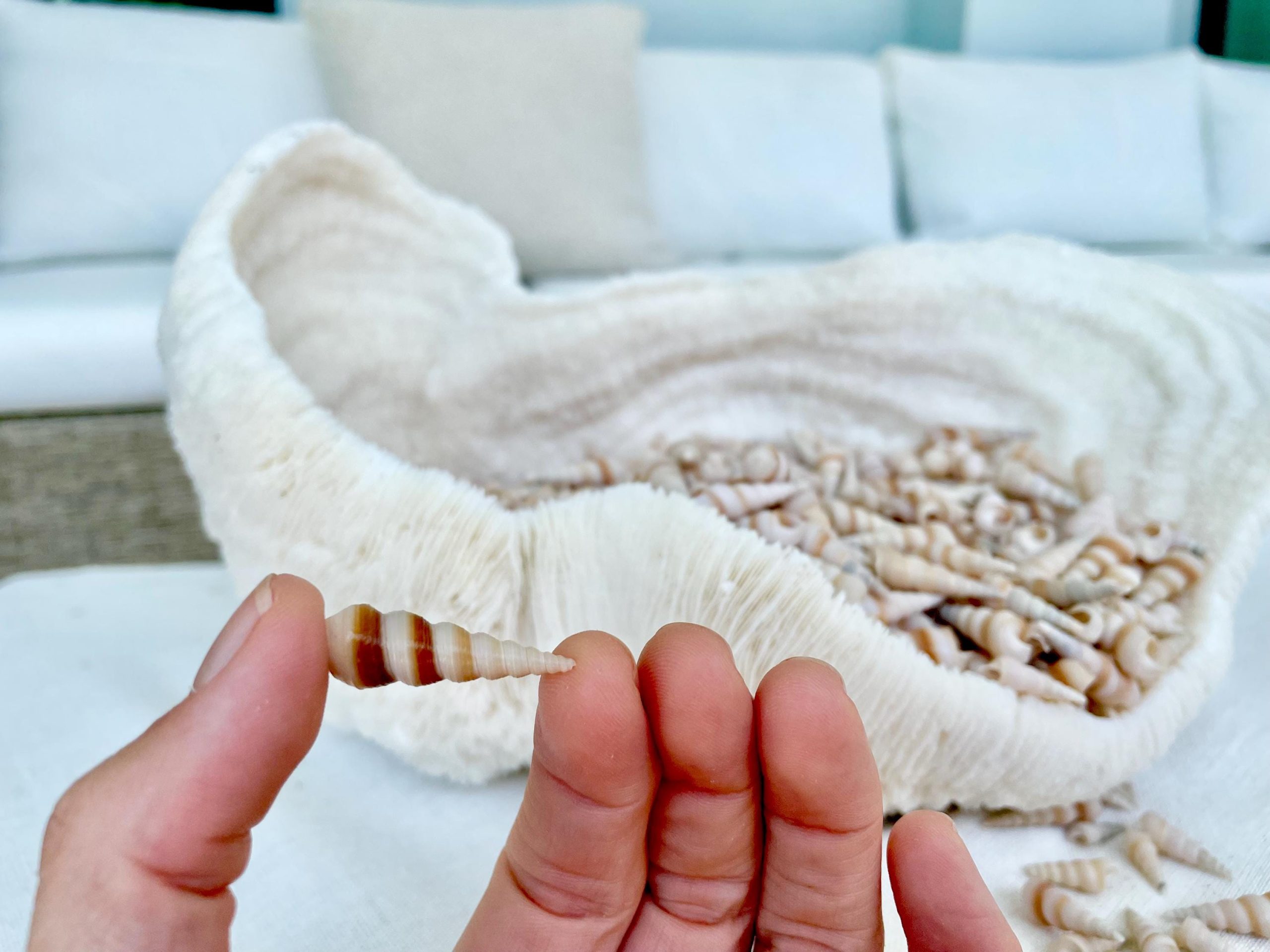 TINY TURRITELLA SHELLS Unicorn Horn .75-1.25" *You Choose Quantity* Craft Seashells Purple Beige - Image 9