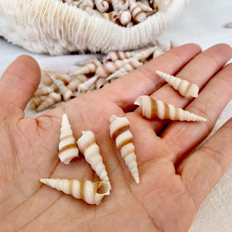 TINY TURRITELLA SHELLS Unicorn Horn .75-1.25" *You Choose Quantity* Craft Seashells Purple Beige