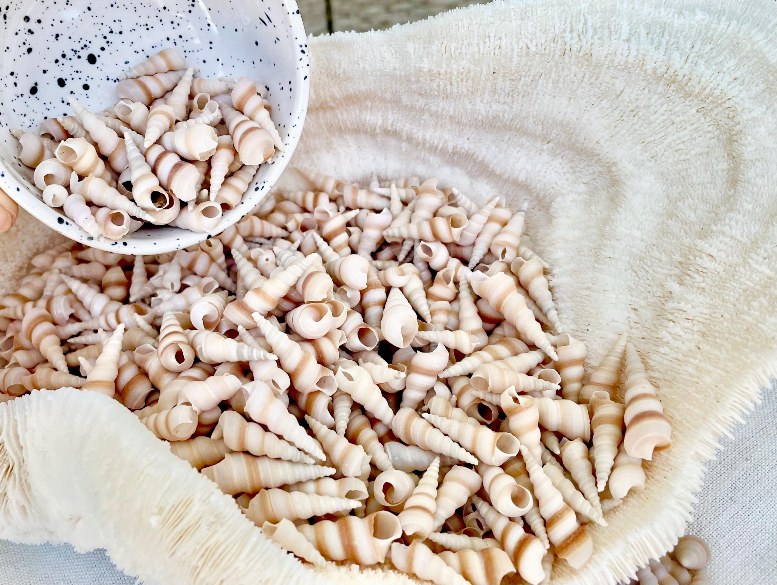 TINY TURRITELLA SHELLS Unicorn Horn .75-1.25" *You Choose Quantity* Craft Seashells Purple Beige - Image 4