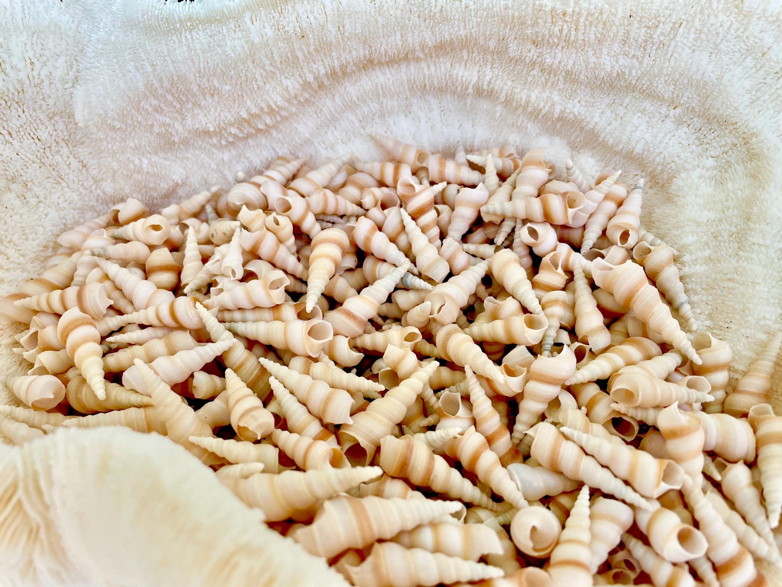 TINY TURRITELLA SHELLS Unicorn Horn .75-1.25" *You Choose Quantity* Craft Seashells Purple Beige - Image 3