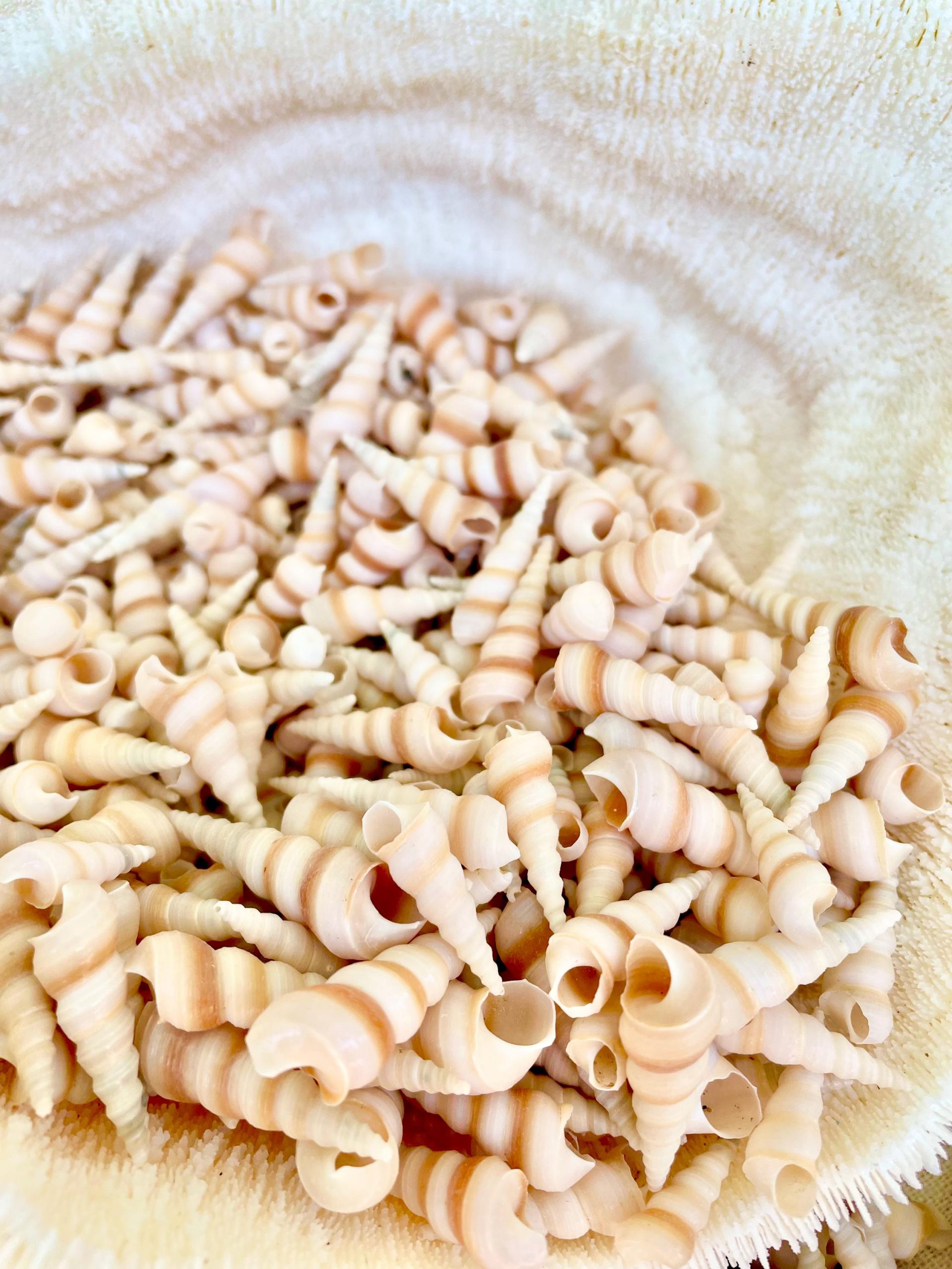 TINY TURRITELLA SHELLS Unicorn Horn .75-1.25" *You Choose Quantity* Craft Seashells Purple Beige - Image 6