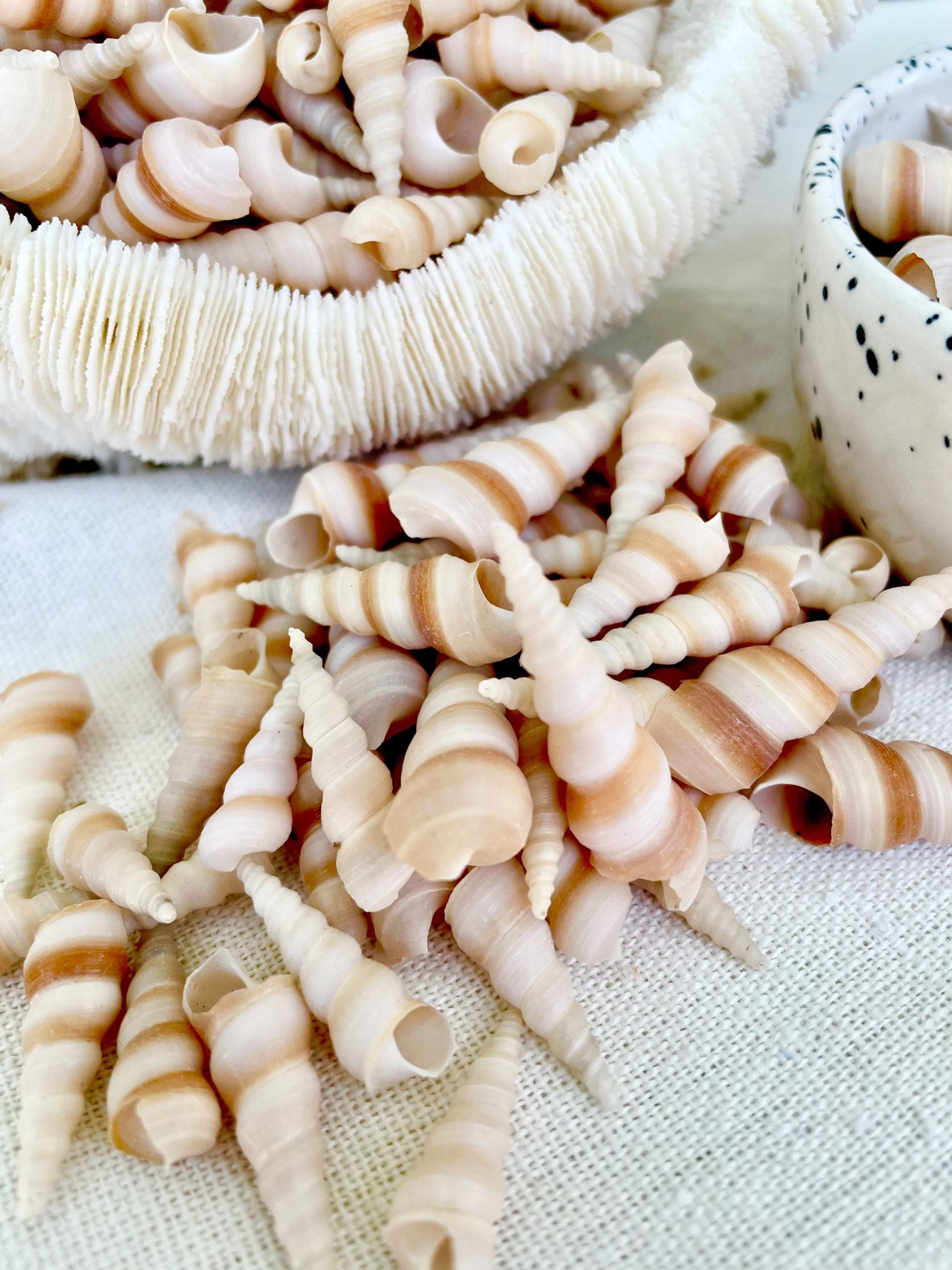 TINY TURRITELLA SHELLS Unicorn Horn .75-1.25" *You Choose Quantity* Craft Seashells Purple Beige - Image 7