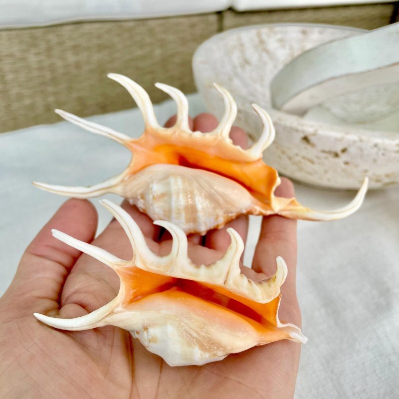 ORANGE SPIDER LAMBIS Shell: 4-5" Conch Seashell Crafts Coastal Beach Home Décor