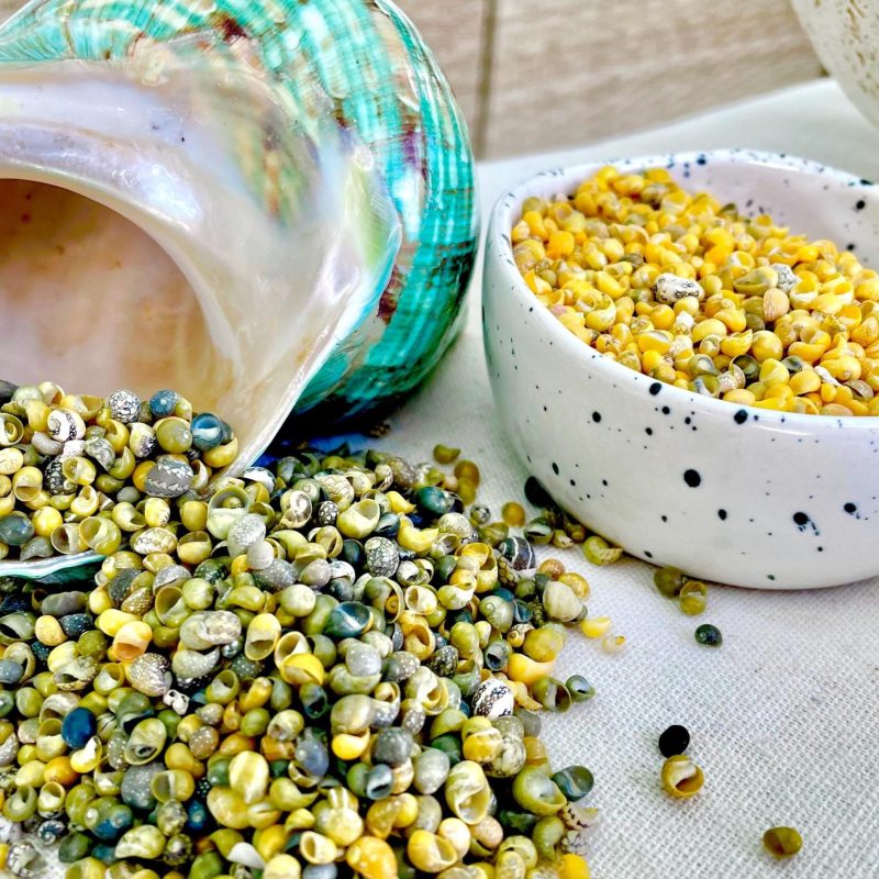 MONGO LITTORINA SHELLS *You Choose Color & Quantity* Tiny 1/4"  Green Yellow Craft Seashells