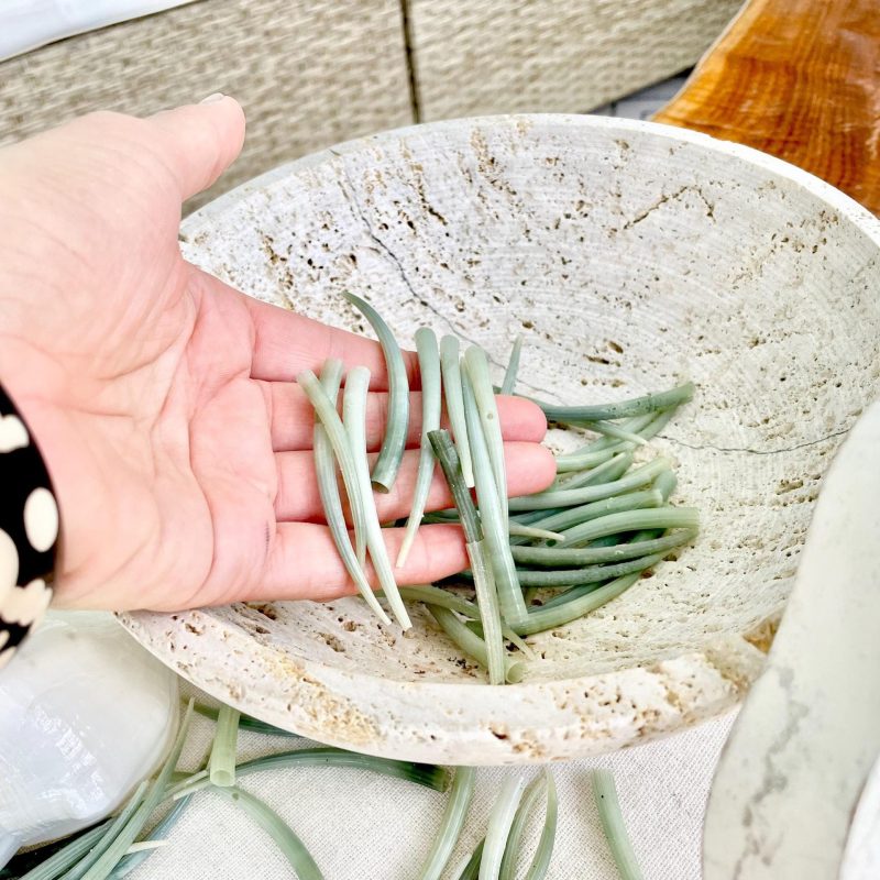 Seafoam Green Tusk Shells 2-3", Dentalium Seashells, Coastal Art & Jewelry