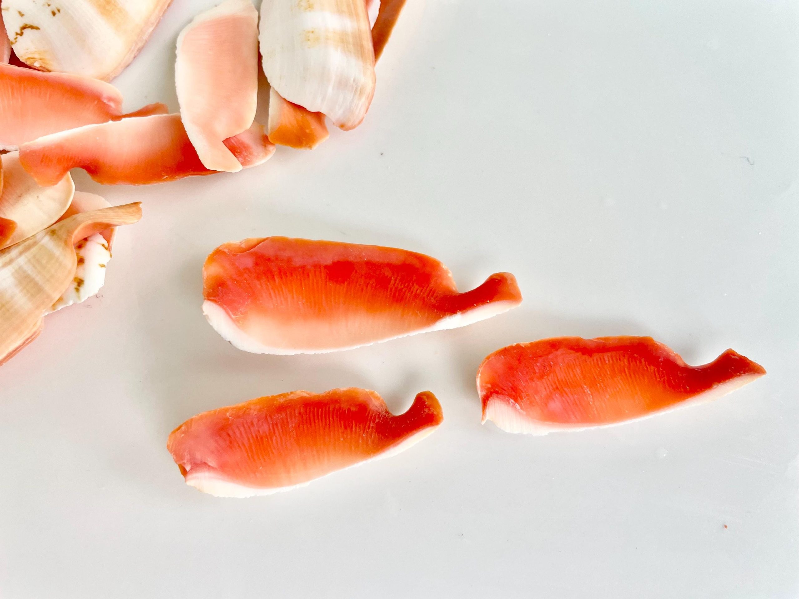 RED LIP SLICED Cut Shells *100 Slices* 1.5-2" Natural Colored Small Craft Seashells Strombus - Image 10