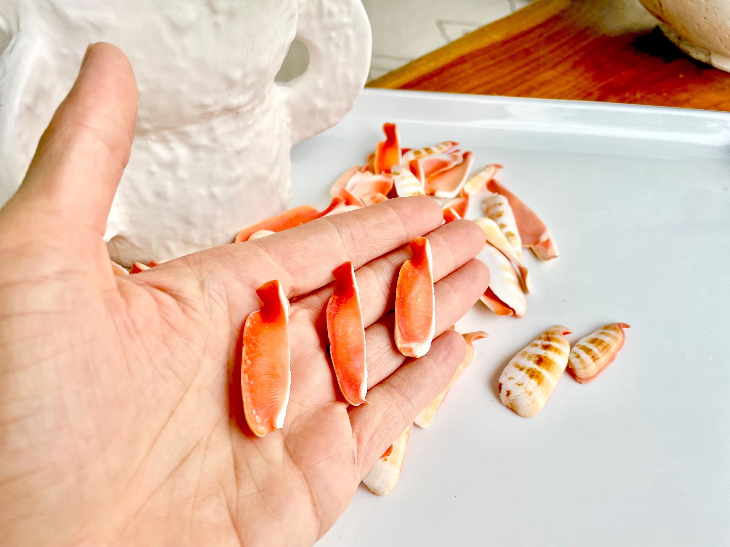RED LIP SLICED Cut Shells *100 Slices* 1.5-2" Natural Colored Small Craft Seashells Strombus - Image 6