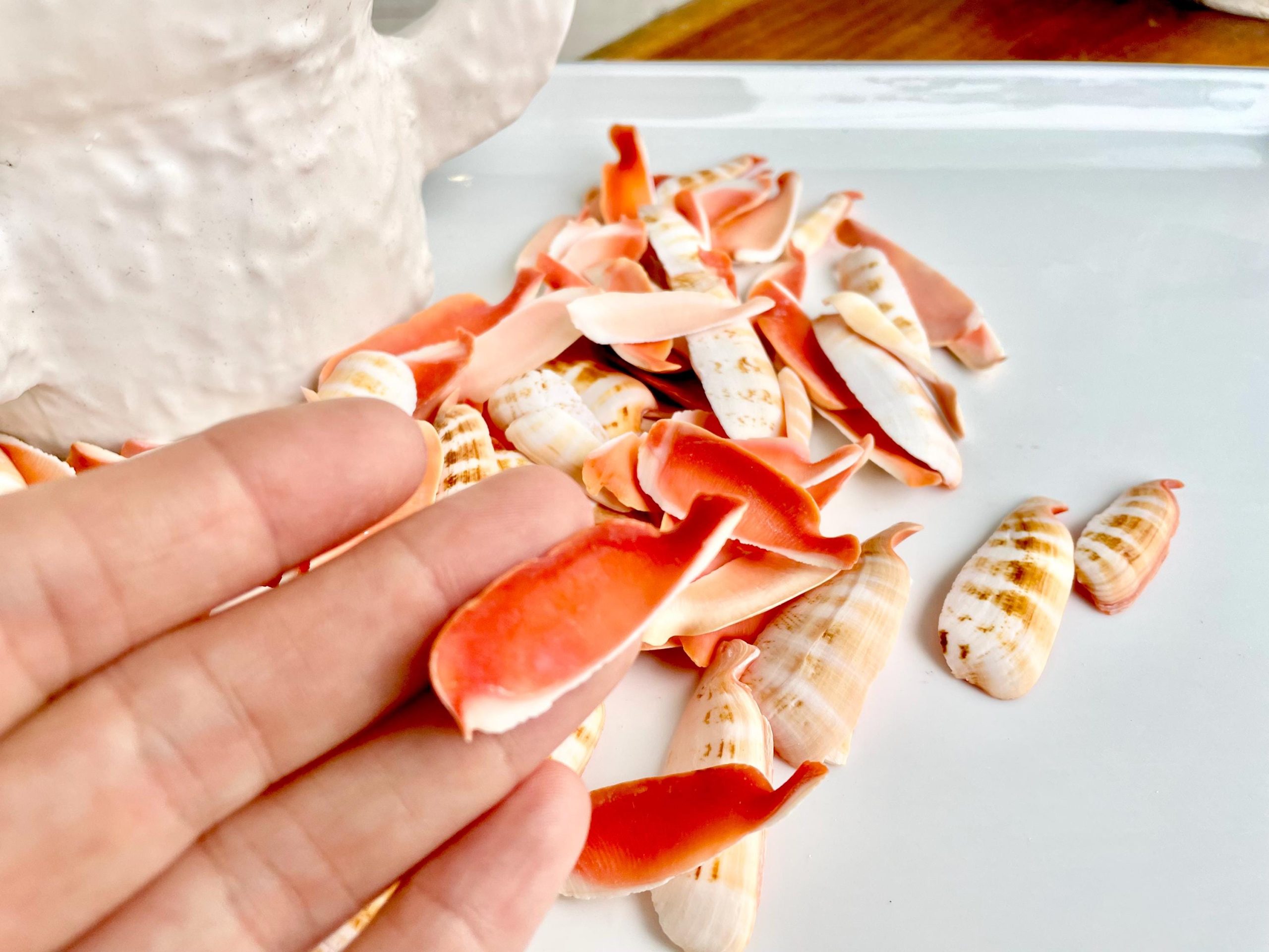 RED LIP SLICED Cut Shells *100 Slices* 1.5-2" Natural Colored Small Craft Seashells Strombus - Image 5