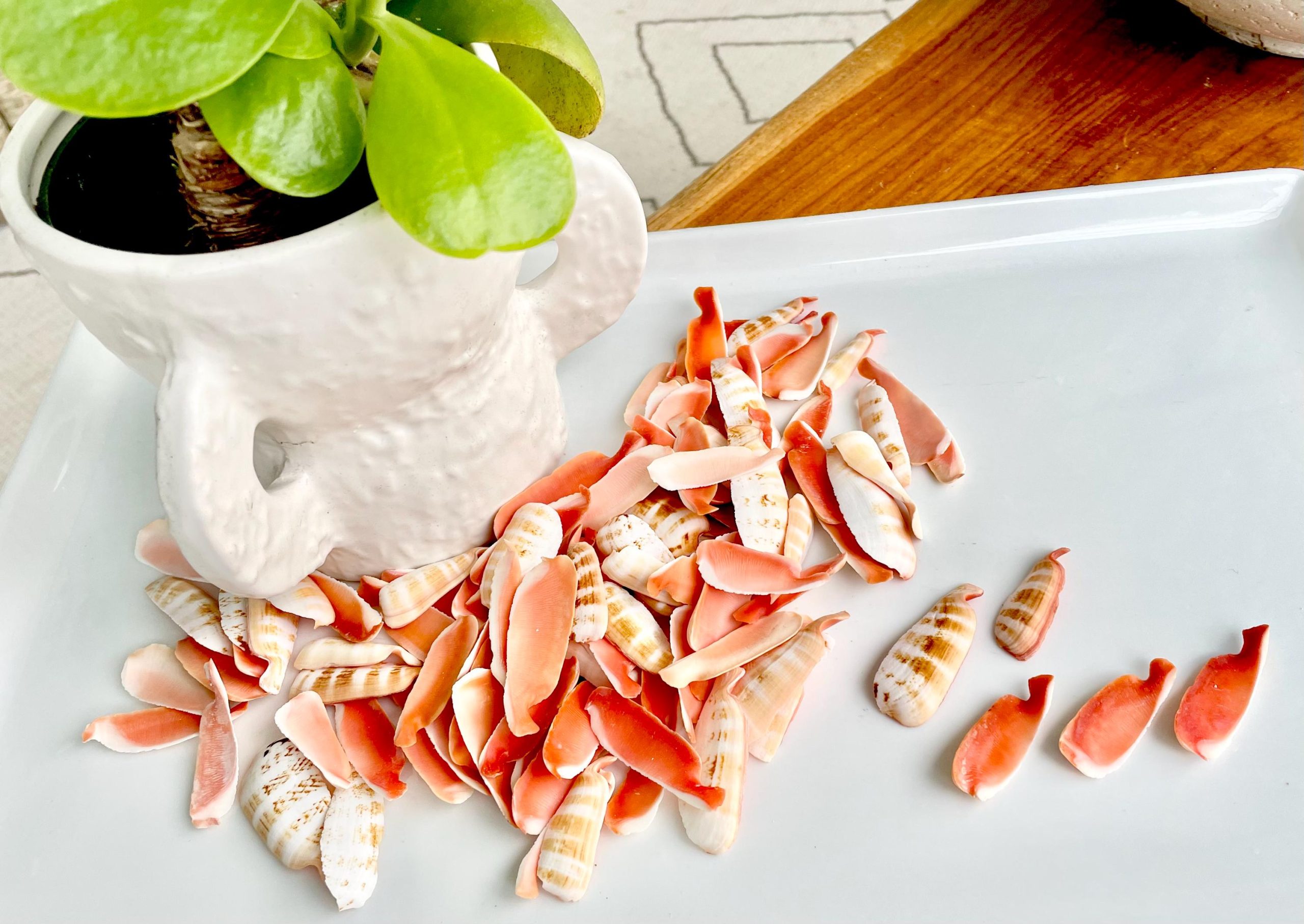 RED LIP SLICED Cut Shells *100 Slices* 1.5-2" Natural Colored Small Craft Seashells Strombus