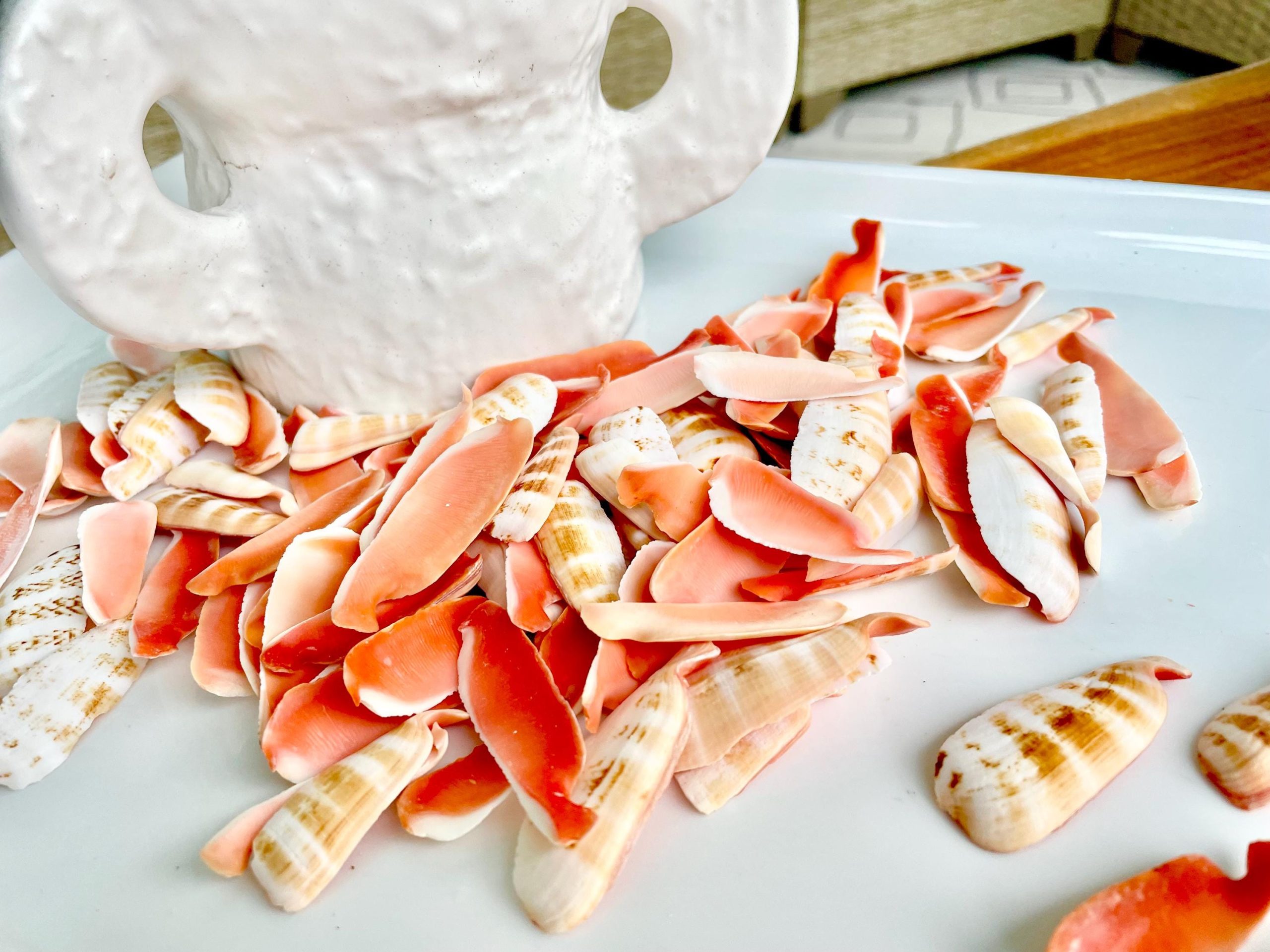 RED LIP SLICED Cut Shells *100 Slices* 1.5-2" Natural Colored Small Craft Seashells Strombus - Image 9