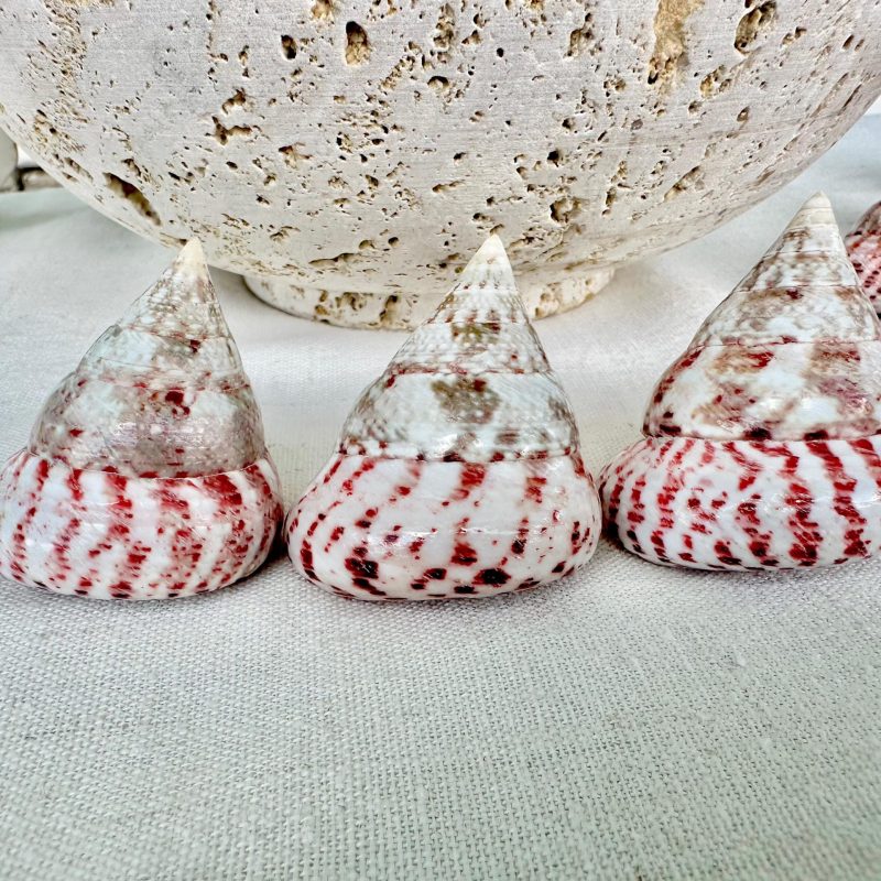 STRAWBERRY PINK TROCHUS 2-2.5" Polished Shells *Set of 3* Display Pyramid Top Seashells