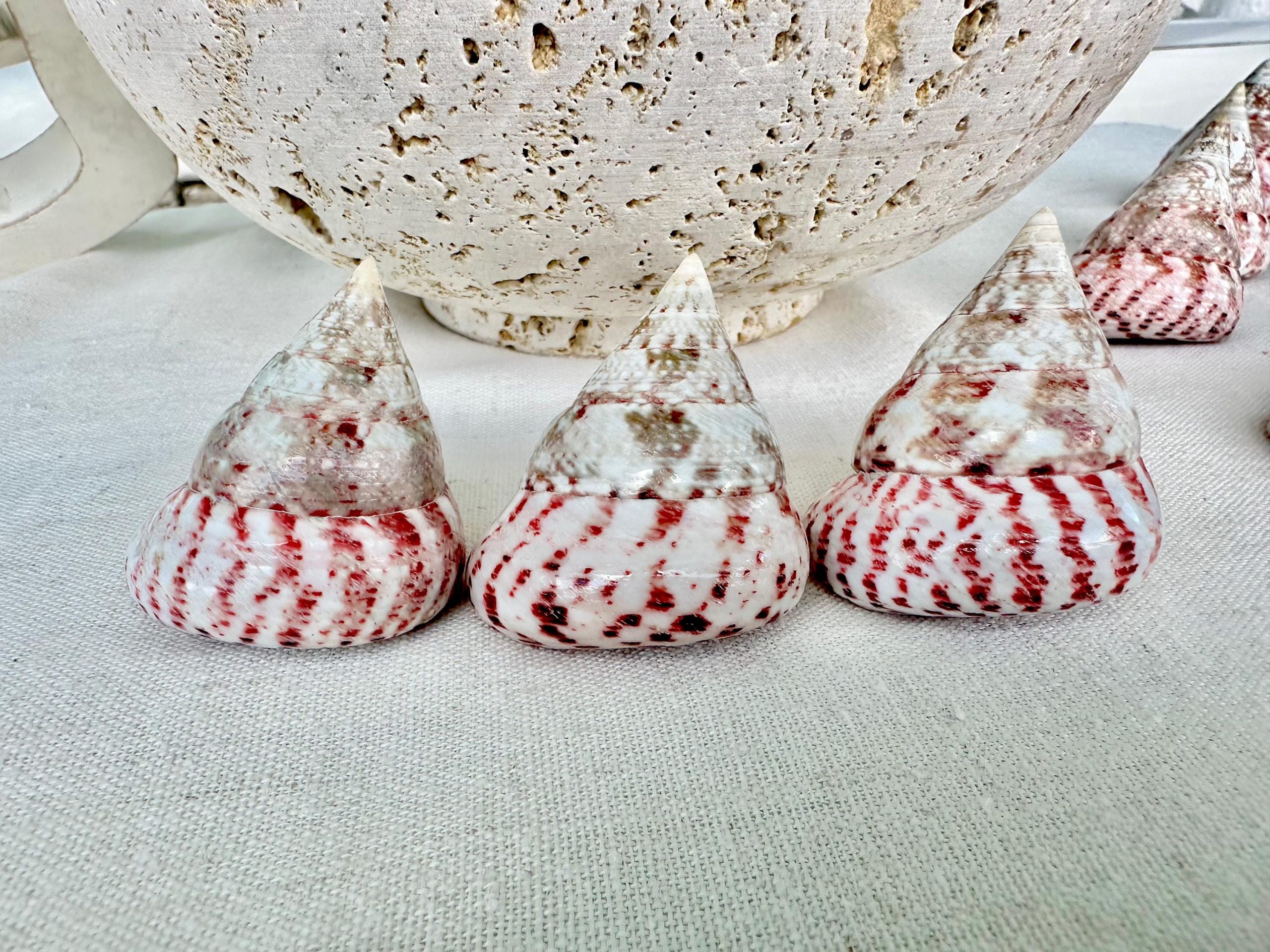 STRAWBERRY PINK TROCHUS 2-2.5" Polished Shells *Set of 3* Display Pyramid Top Seashells