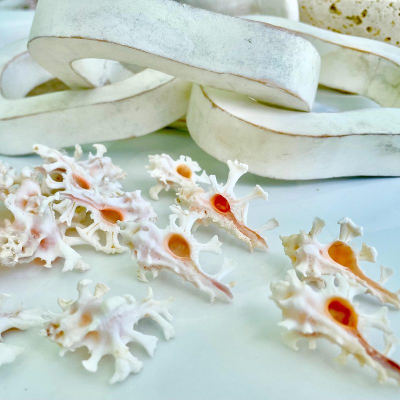 Zamboi Murex Shell: 1-2" *You Choose Size* White Pink Rare Display Seashell