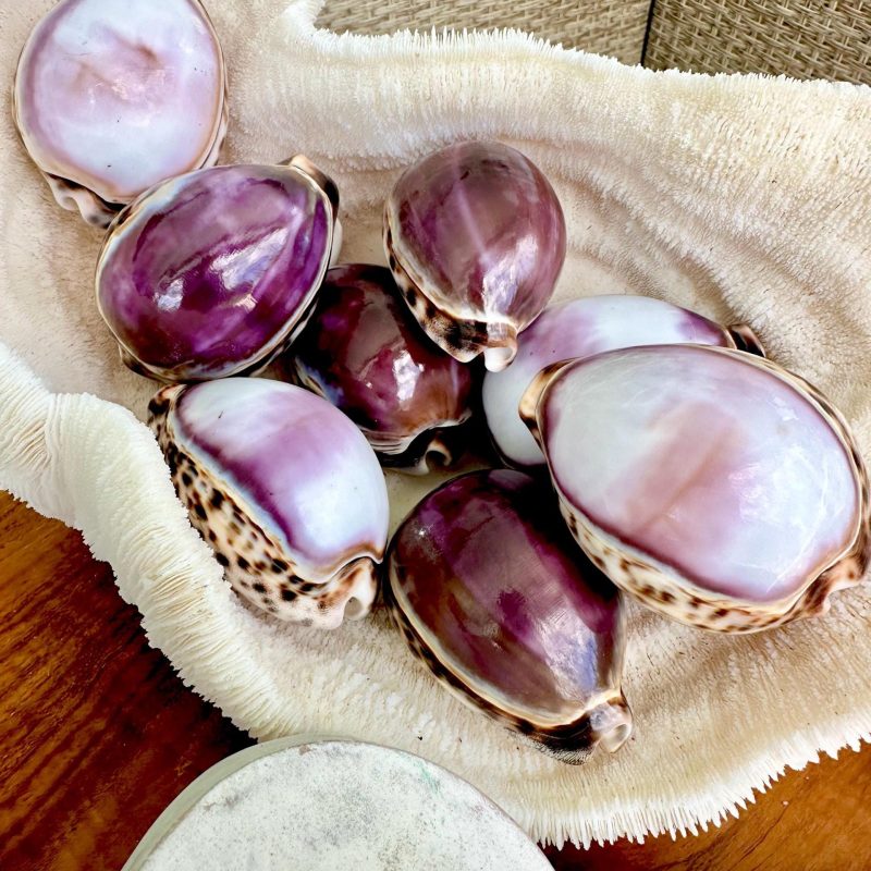 HUGE COWRIE SHELLS 3" *Purple or White* Natural Display Seashell Tiger Cowry