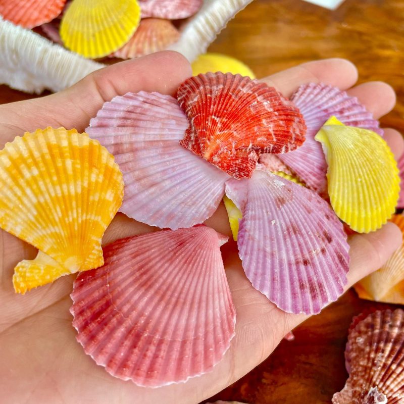 Pecten Nobilis Scallop Shells: 1.5-2" *Bulk 2.2 pds / 1 Kilo* Colorful Small Craft Seashells