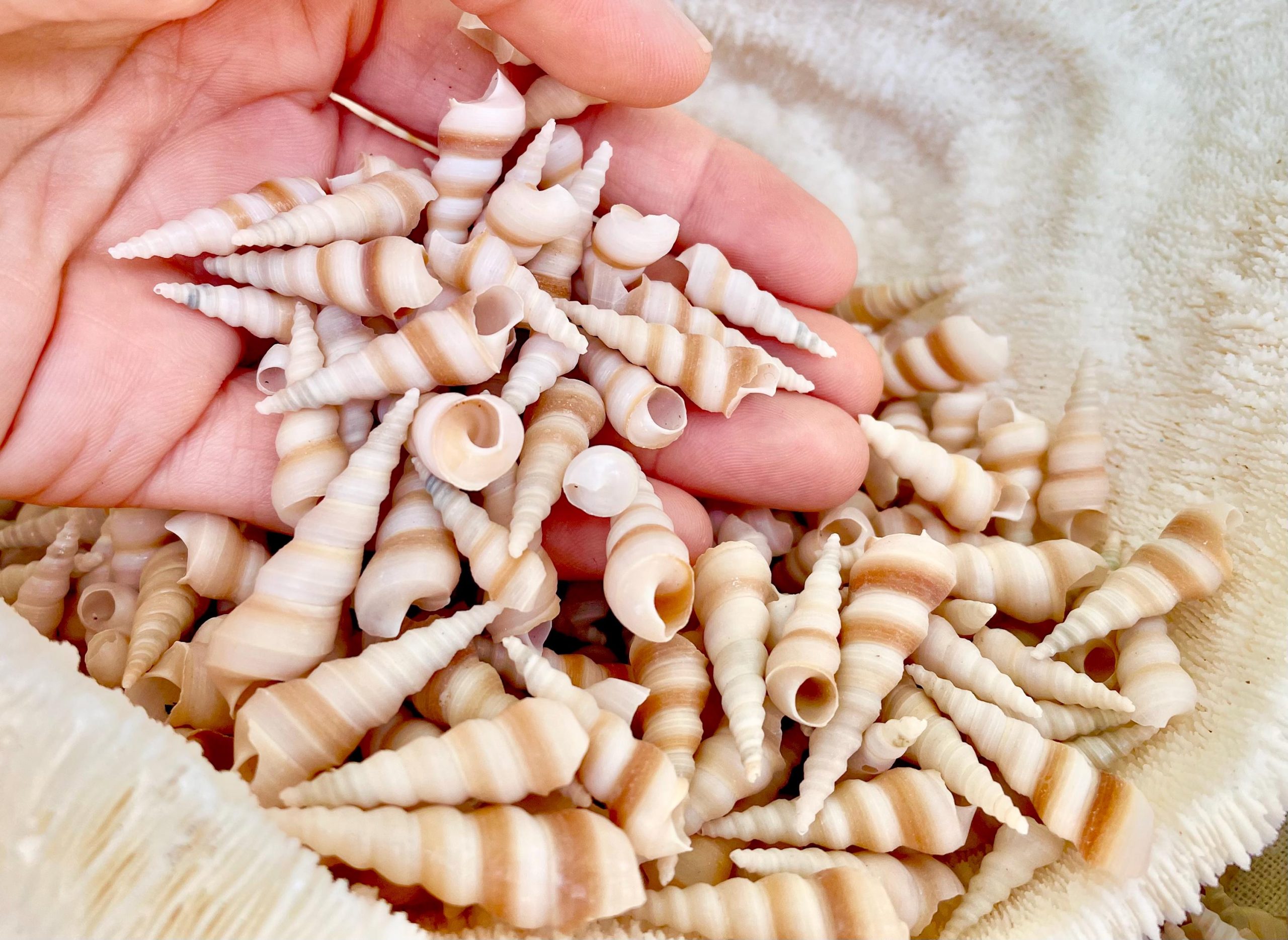 TINY TURRITELLA SHELLS Unicorn Horn .75-1.25" *You Choose Quantity* Craft Seashells Purple Beige - Image 5