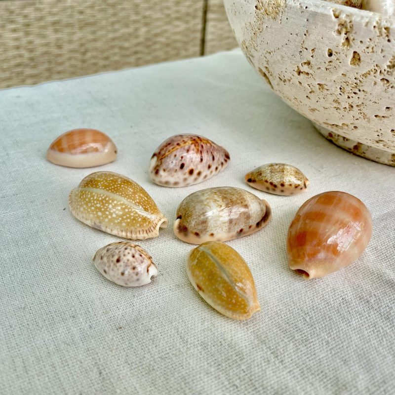 Polished Cowrie Shells 3/4"-2", Spotted Seashells for Crafts Jewelry