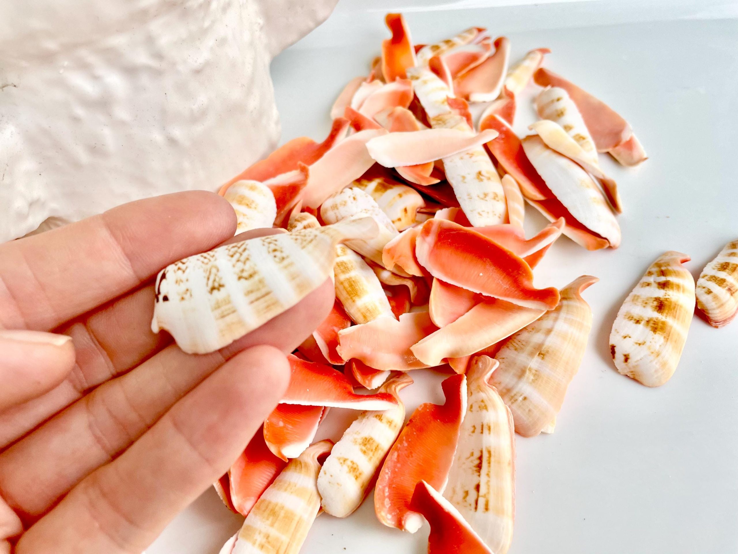 RED LIP SLICED Cut Shells *100 Slices* 1.5-2" Natural Colored Small Craft Seashells Strombus - Image 4