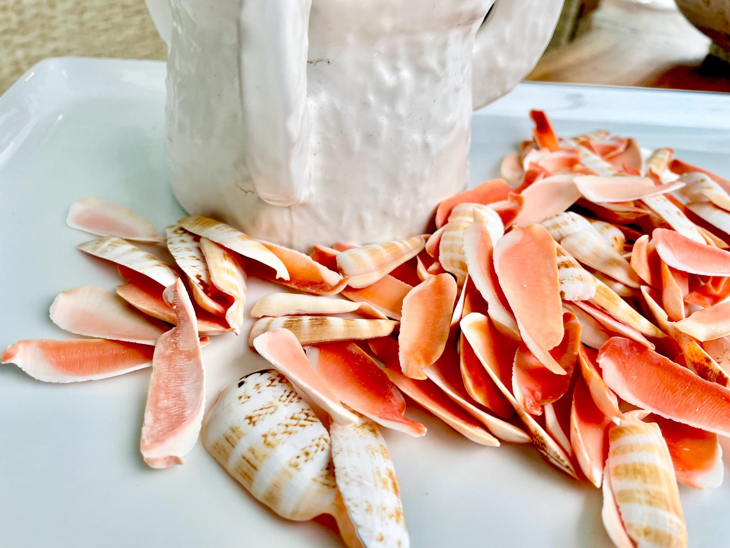 RED LIP SLICED Cut Shells *100 Slices* 1.5-2" Natural Colored Small Craft Seashells Strombus - Image 7