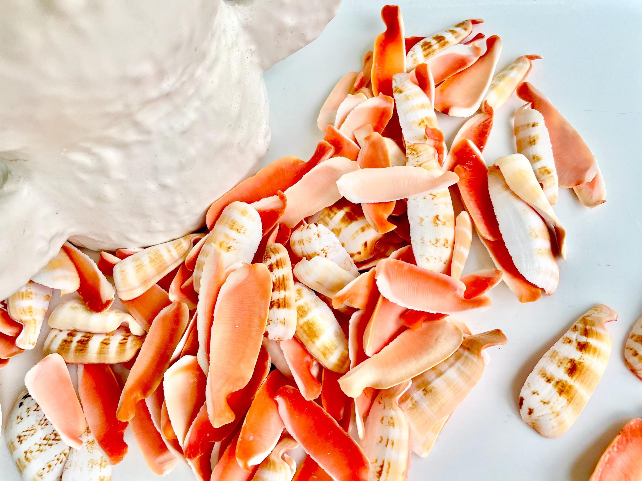 RED LIP SLICED Cut Shells *100 Slices* 1.5-2" Natural Colored Small Craft Seashells Strombus - Image 8
