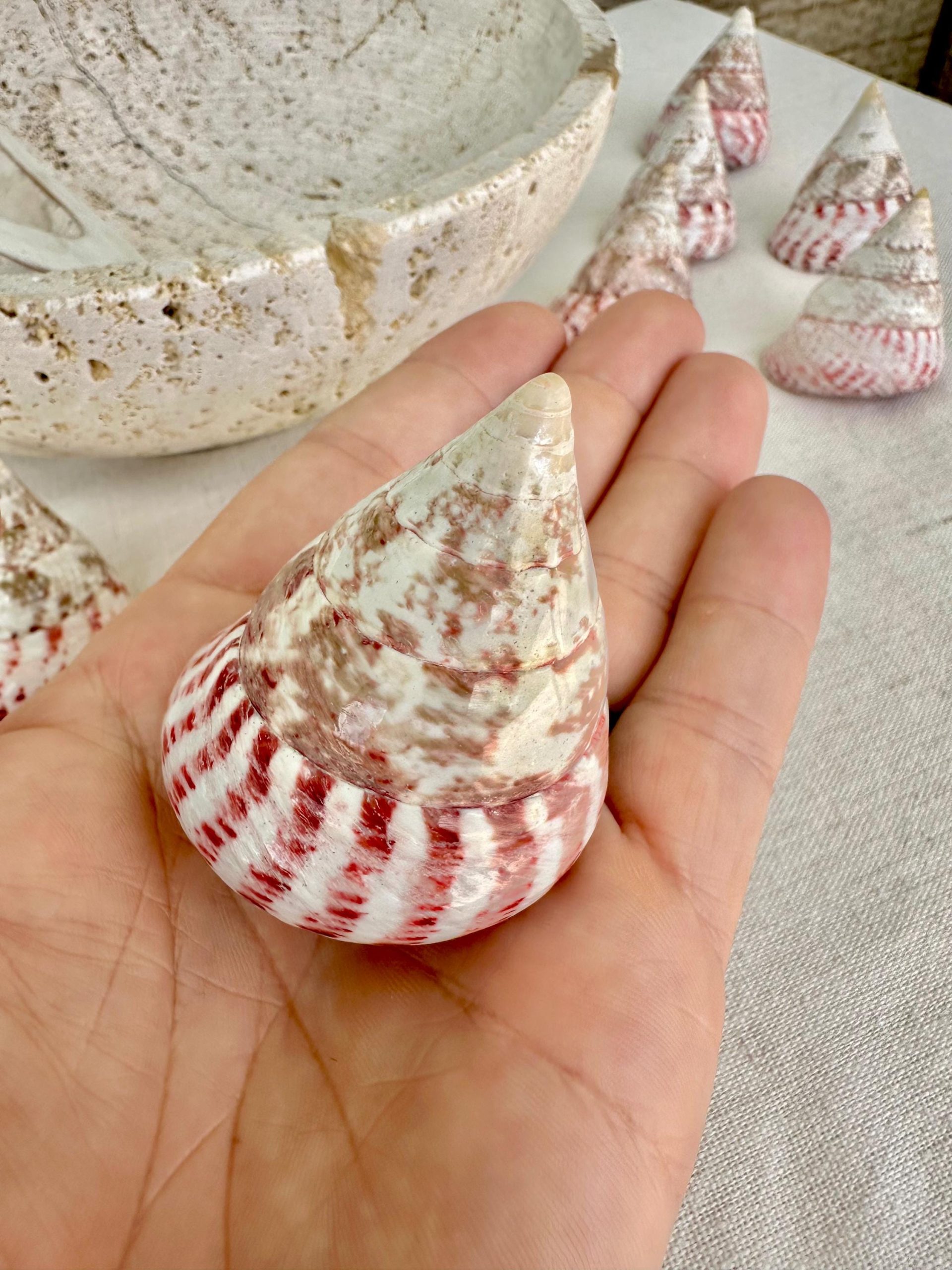 STRAWBERRY PINK TROCHUS 2-2.5" Polished Shells *Set of 3* Display Pyramid Top Seashells - Image 8