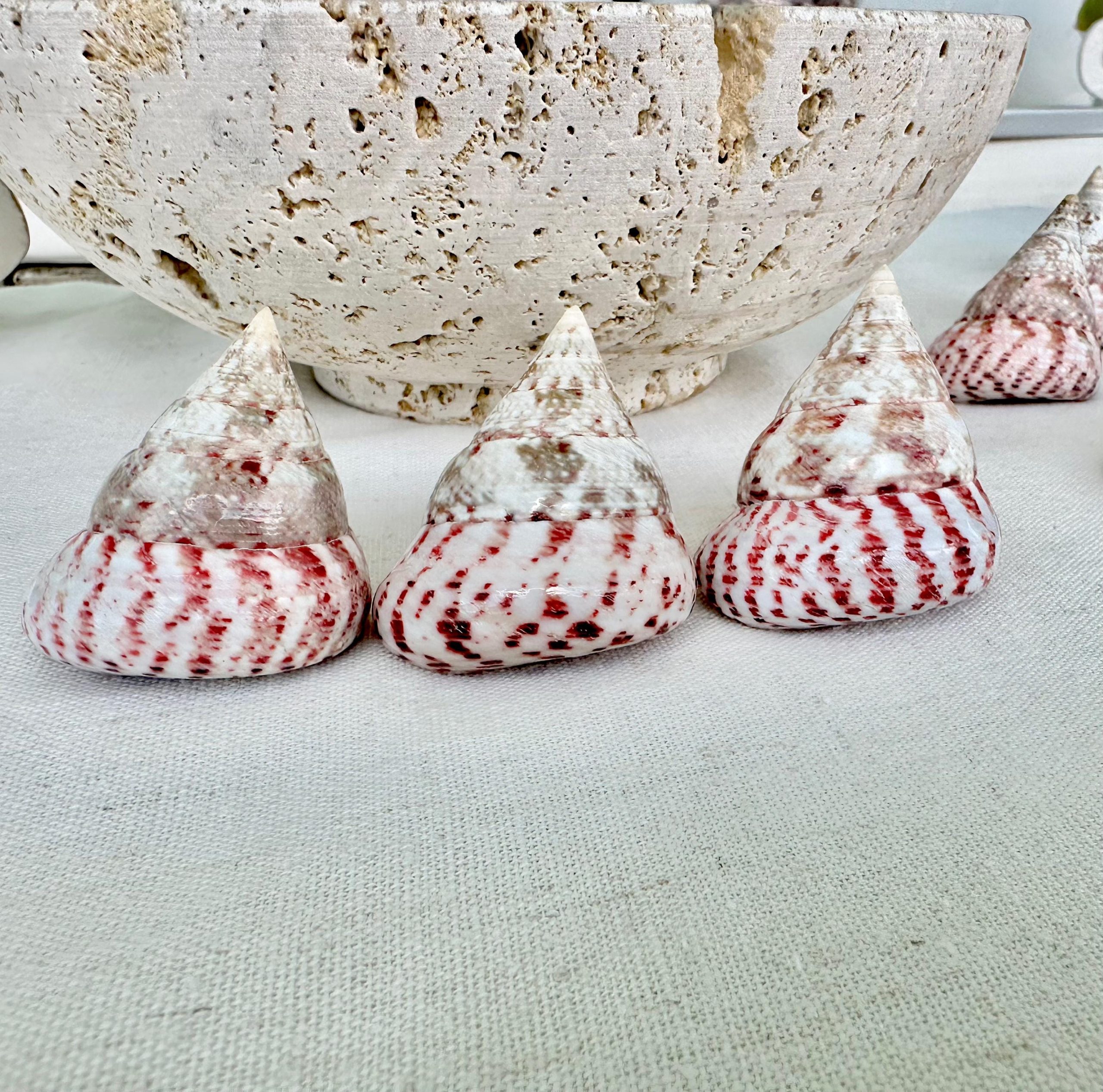 STRAWBERRY PINK TROCHUS 2-2.5" Polished Shells *Set of 3* Display Pyramid Top Seashells - Image 2