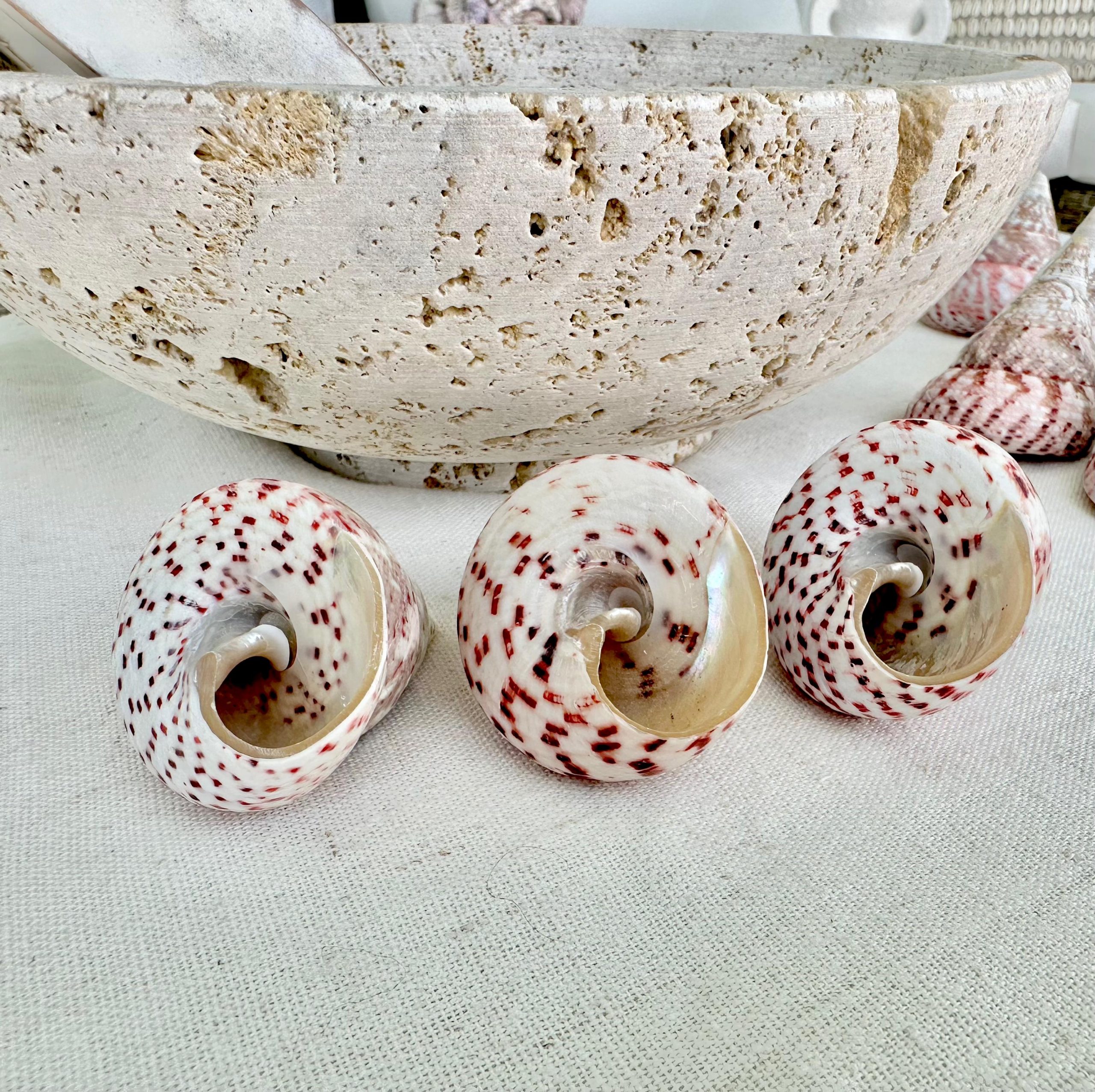 STRAWBERRY PINK TROCHUS 2-2.5" Polished Shells *Set of 3* Display Pyramid Top Seashells - Image 3