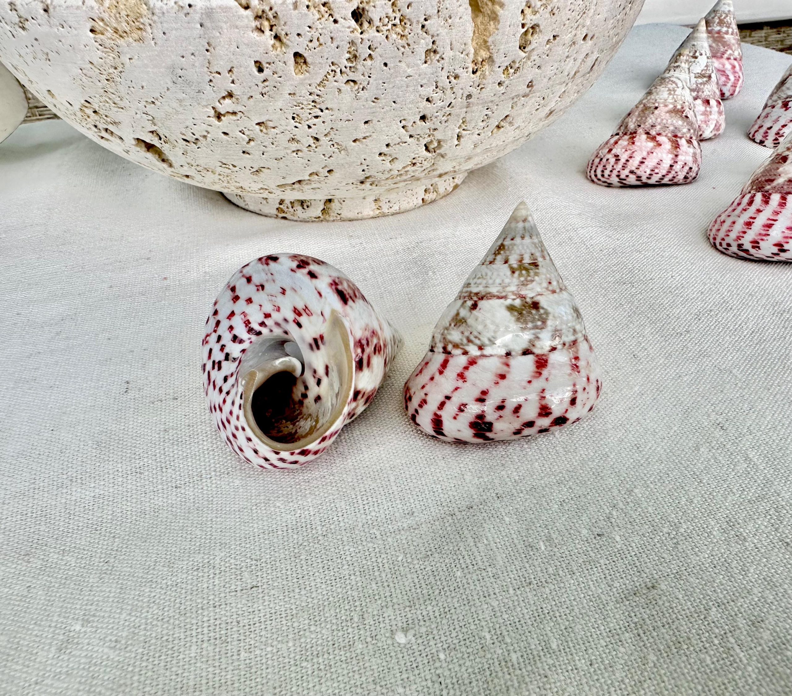 STRAWBERRY PINK TROCHUS 2-2.5" Polished Shells *Set of 3* Display Pyramid Top Seashells - Image 4