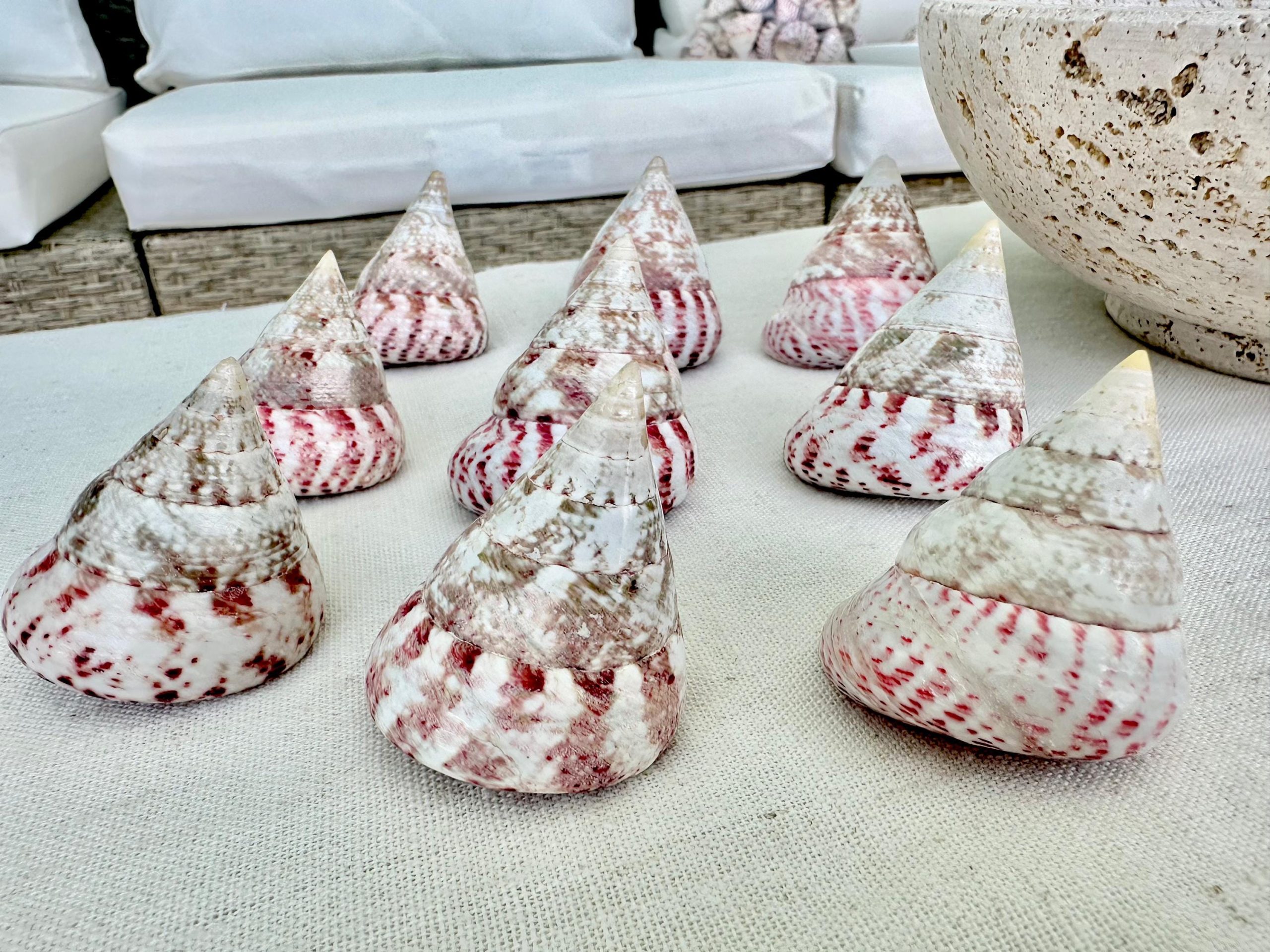 STRAWBERRY PINK TROCHUS 2-2.5" Polished Shells *Set of 3* Display Pyramid Top Seashells - Image 5