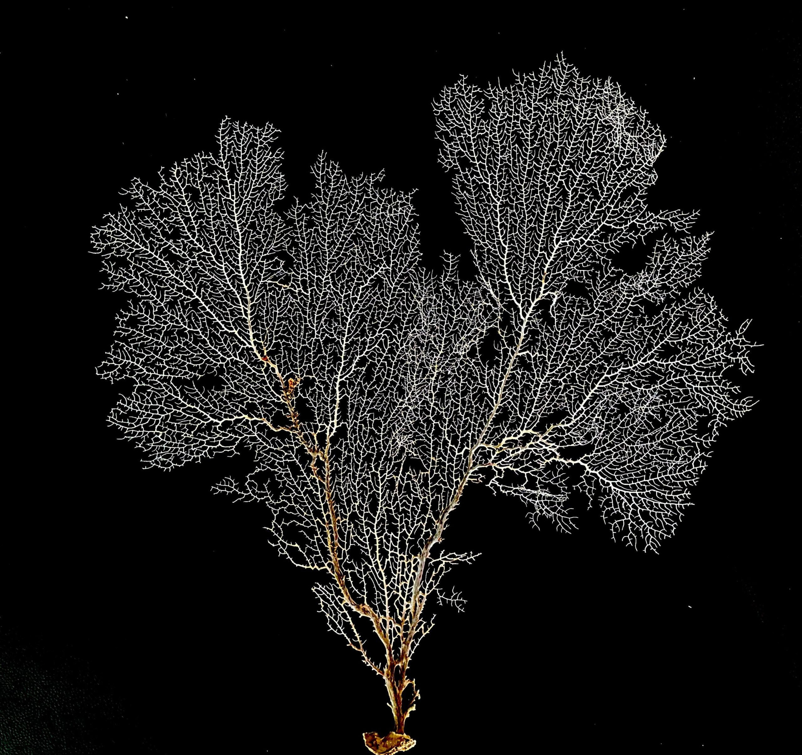 Natural Dried White Sea Fans (7"-20") *You Choose Size* Beach Coastal Décor - Image 2