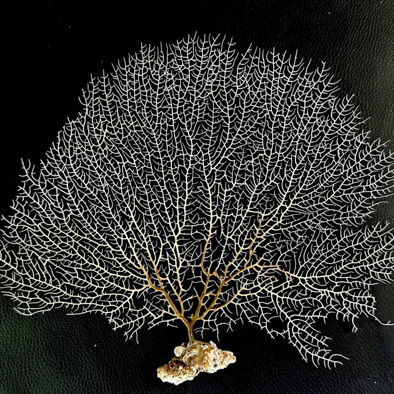 Natural Dried White Sea Fans (7"-20") *You Choose Size* Beach Coastal Décor